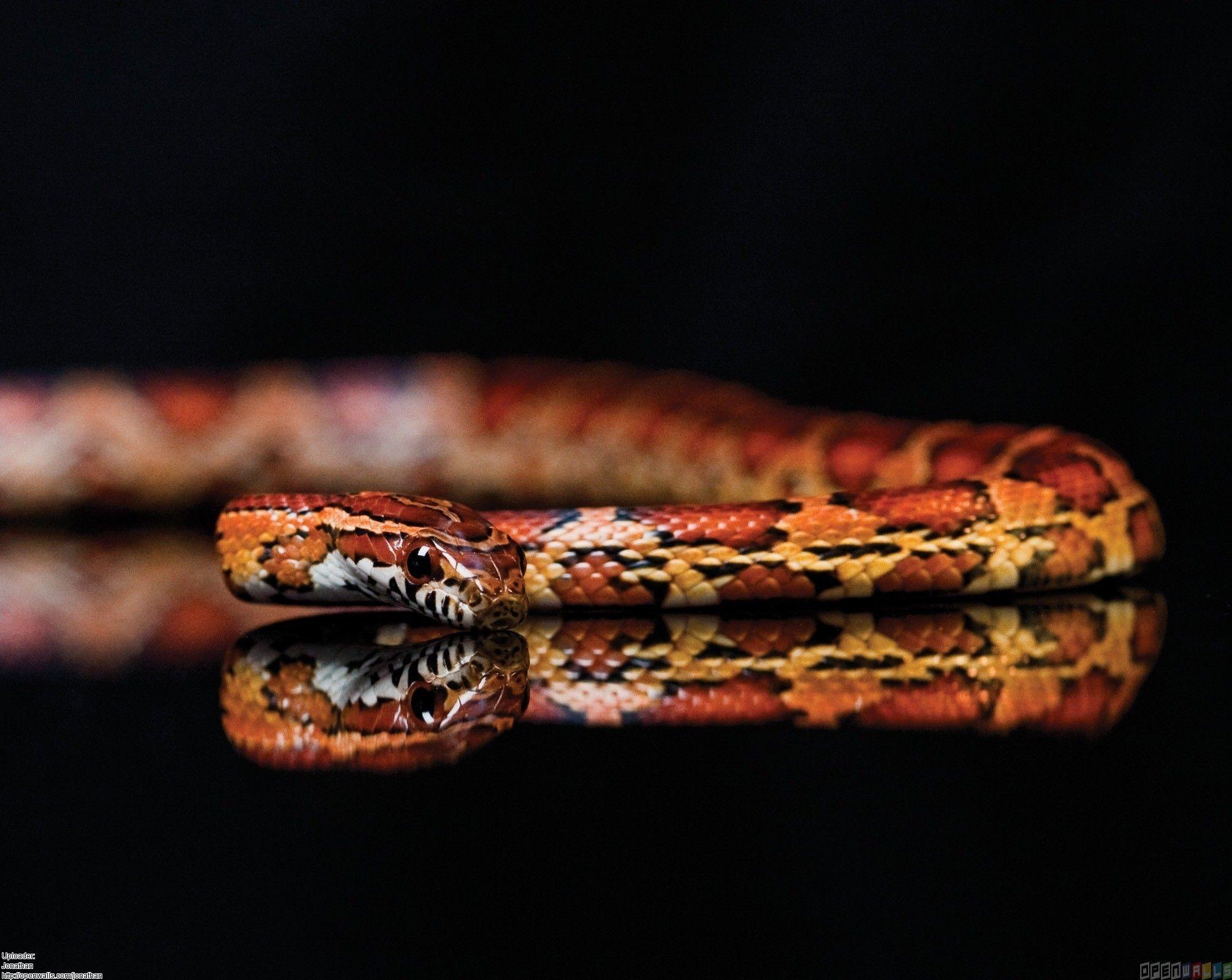 mirrored snake. Snake wallpaper, Snake story, Corn snake