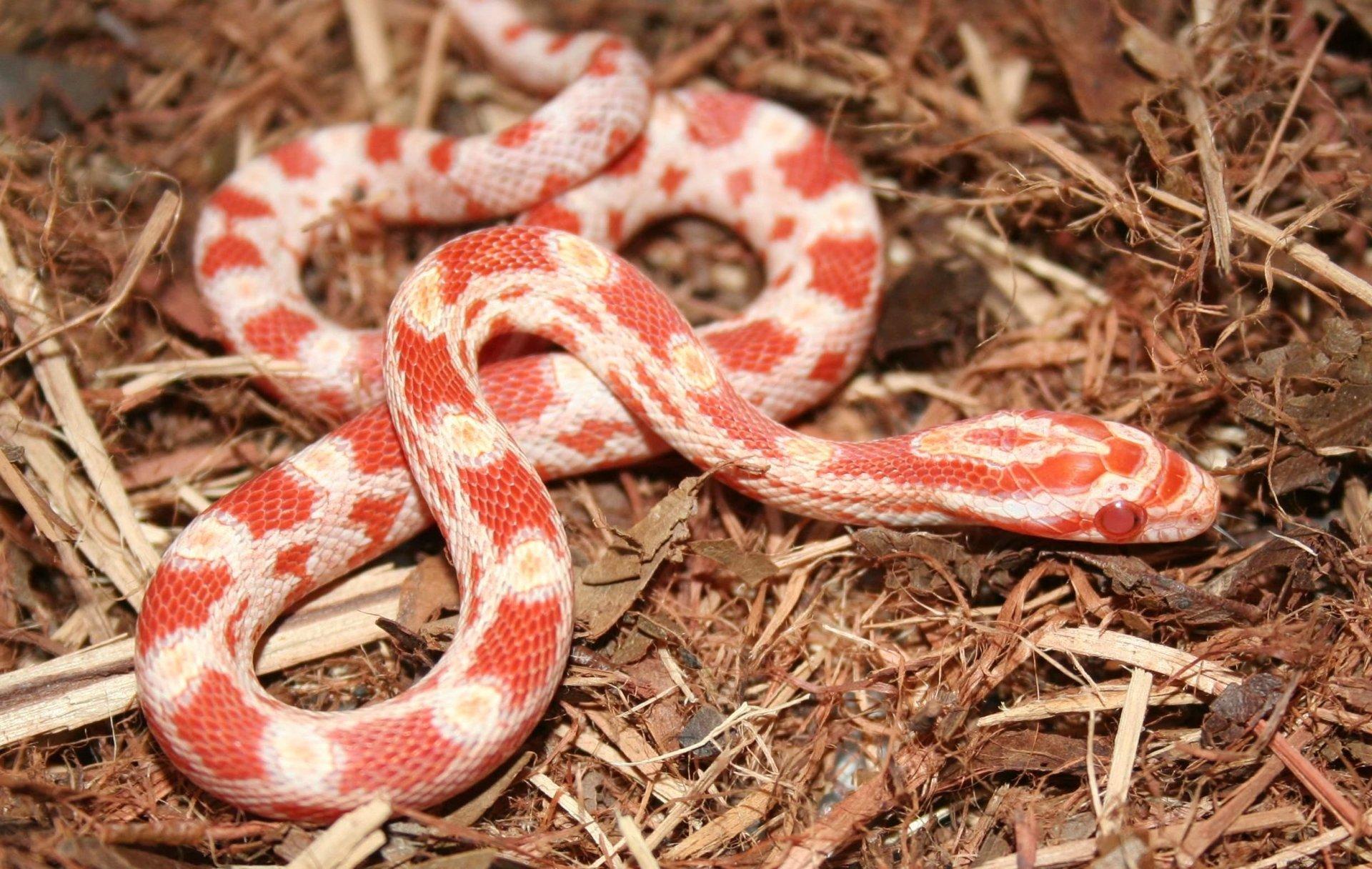 Corn Snake HD Wallpaper and Background Image