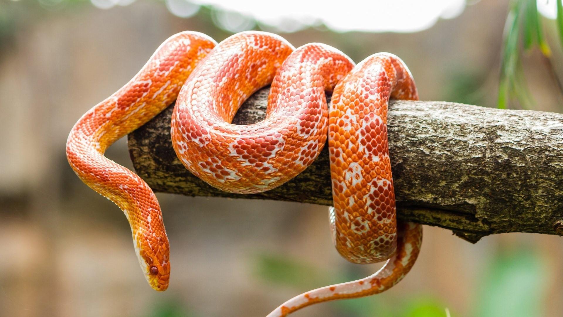 Orange Snake on Wooden