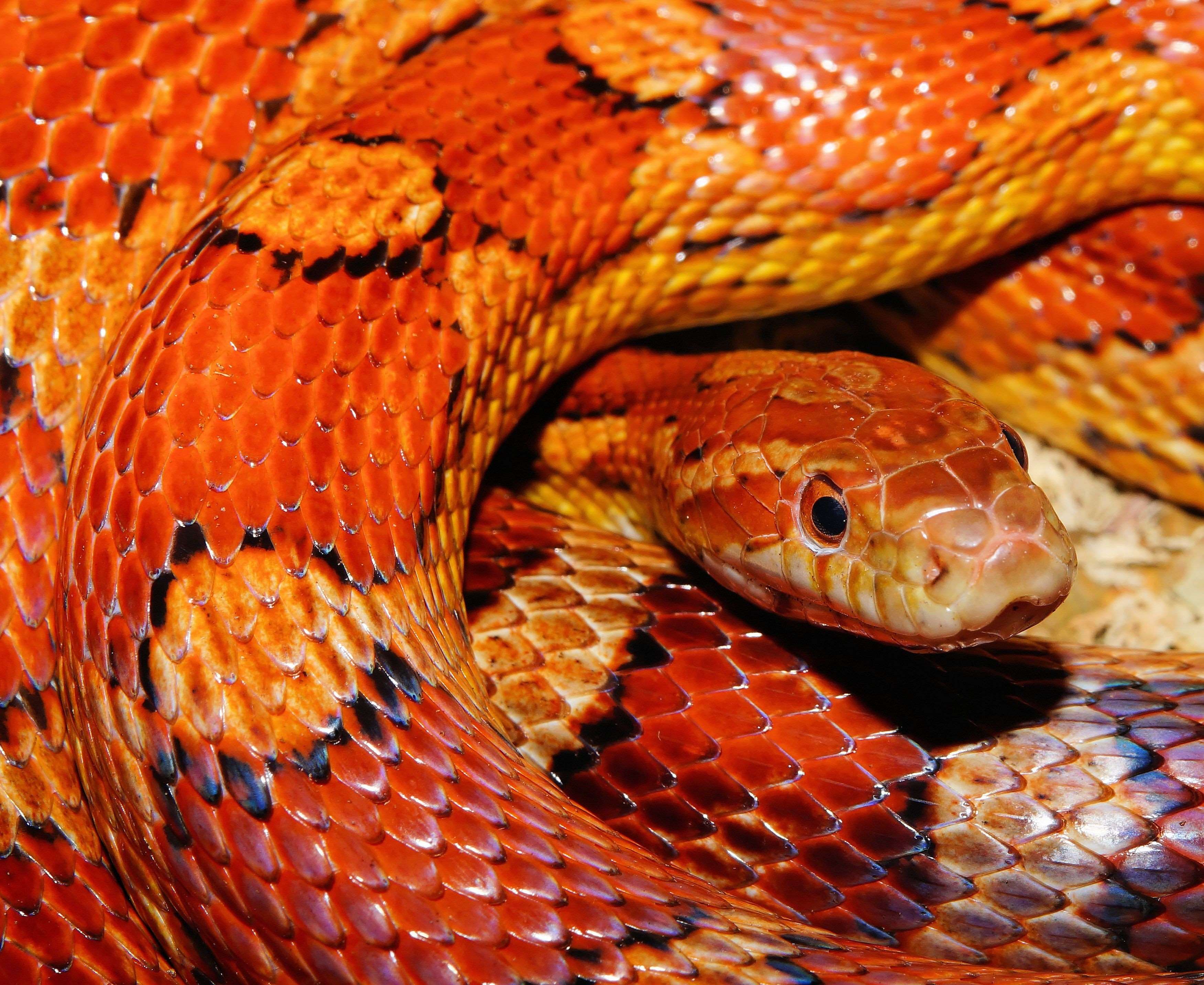 close up, corn snake, reptile, snake, wildlife