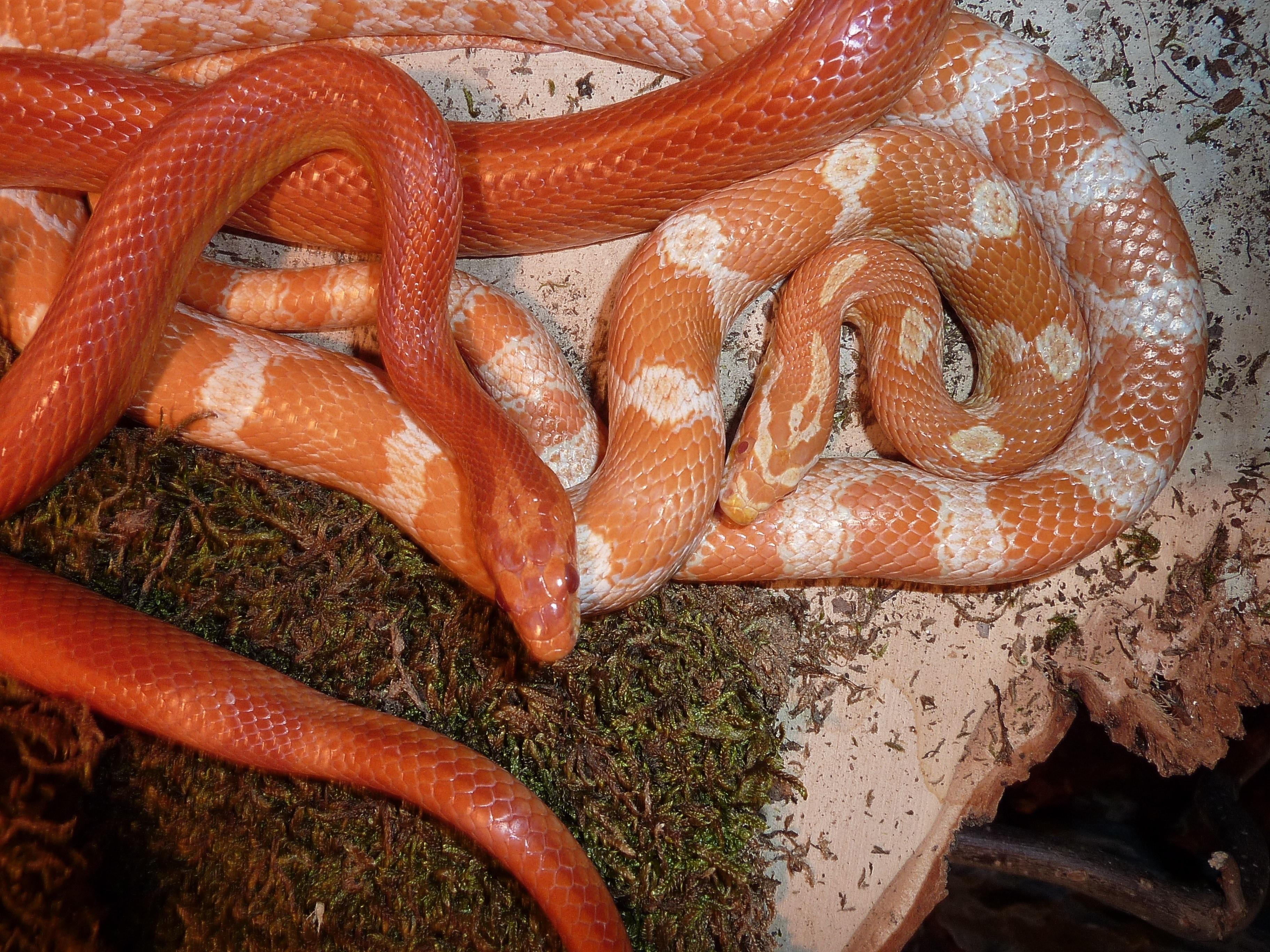 orange and white corn snake free image