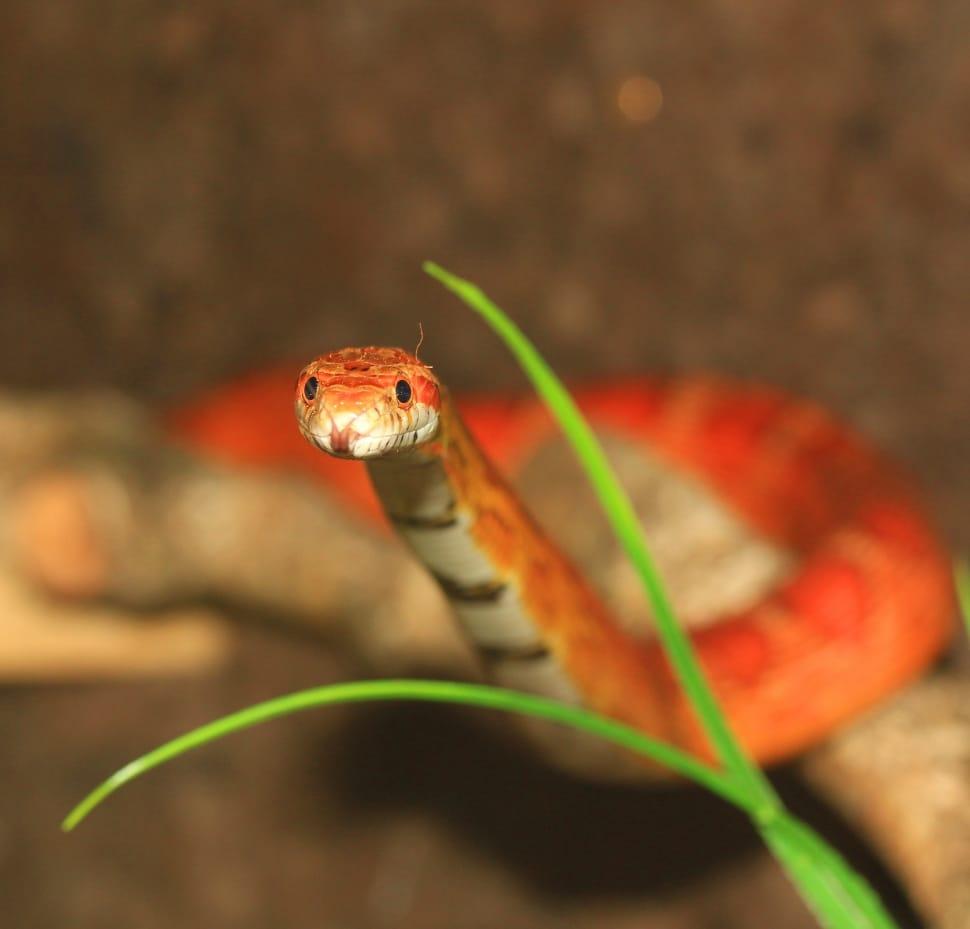 red and white snake free image