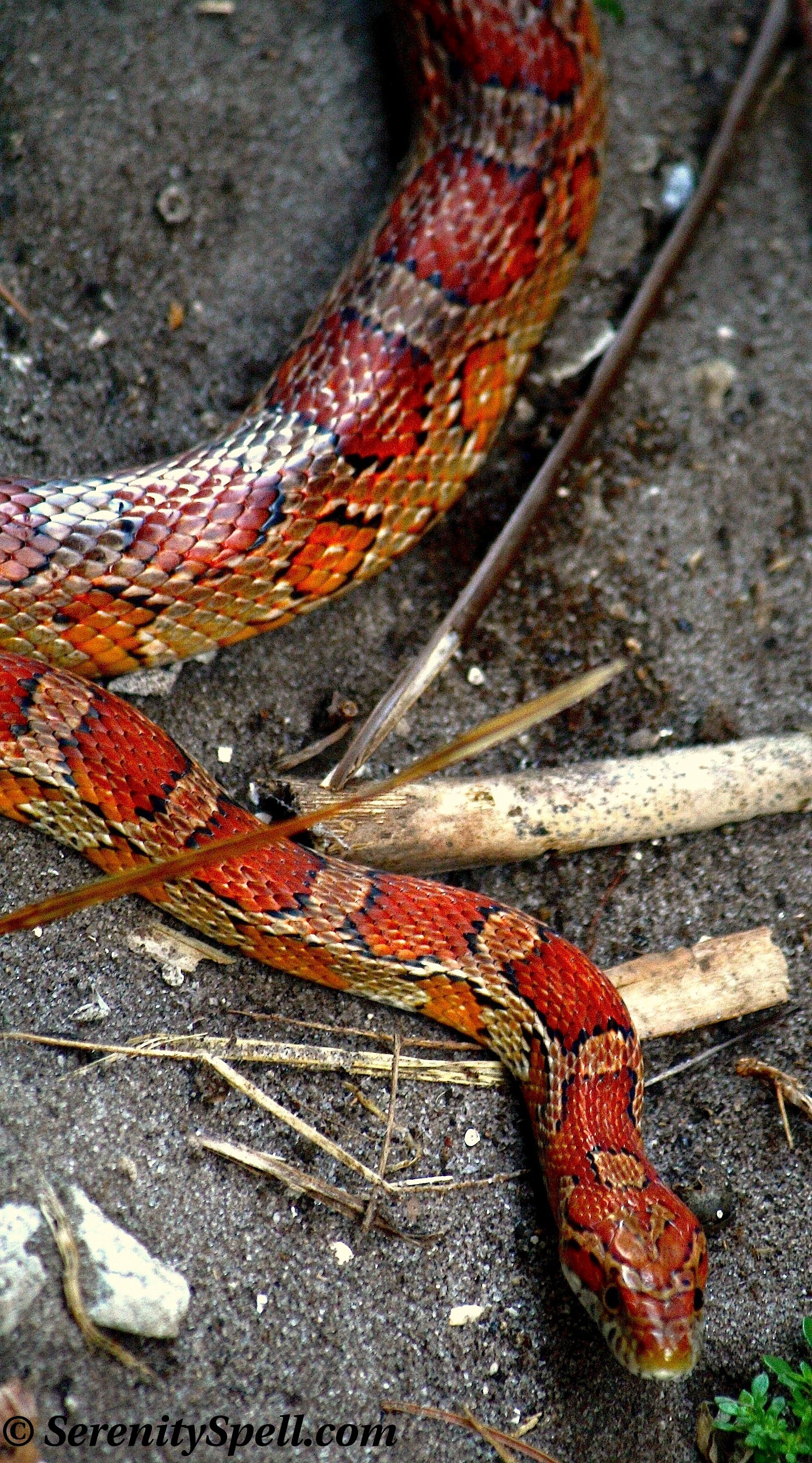Corn Snake, or Red Rat Snake, Florida Wetlands. This was