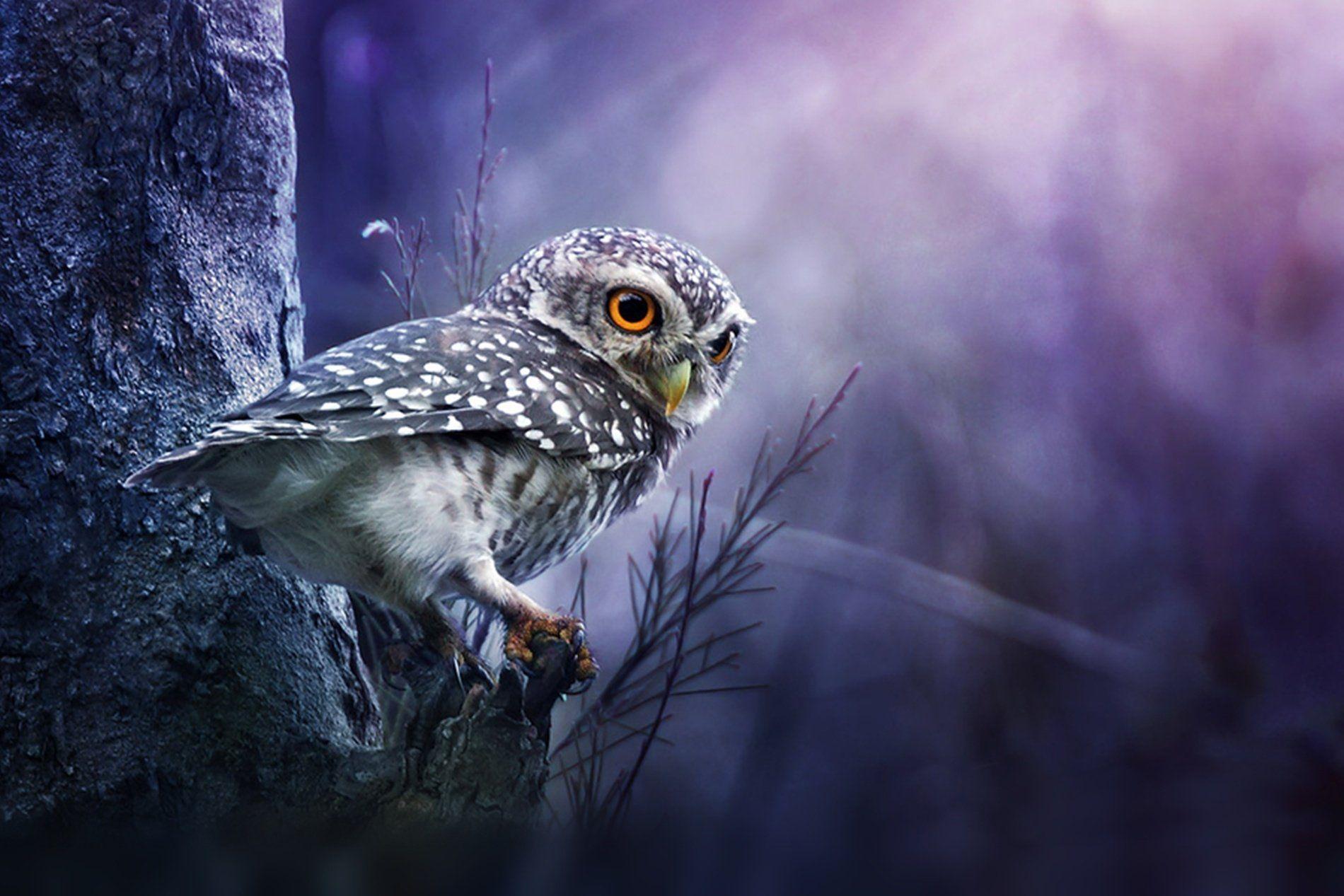 Owl Wallpaper Free Owl Background