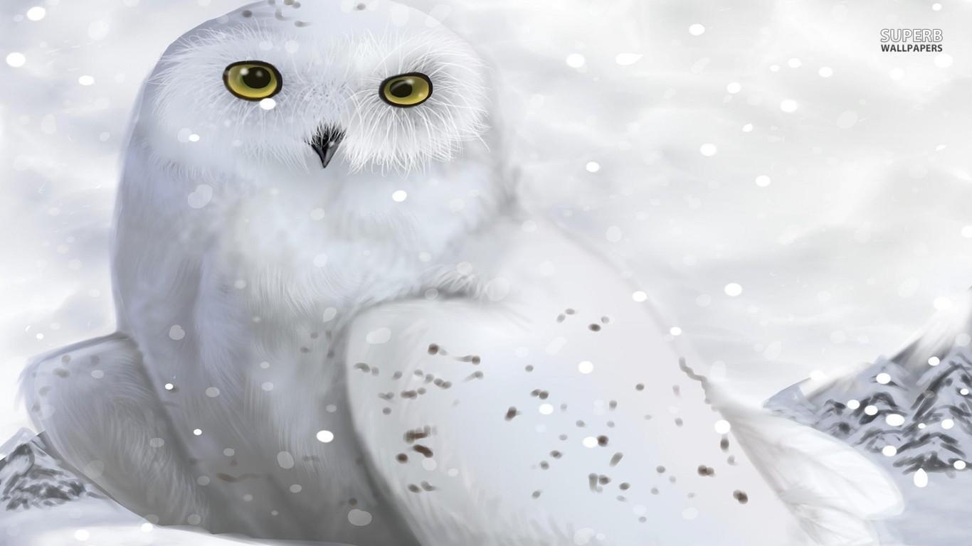 Anime Owl Wallpapers Wallpaper Cave