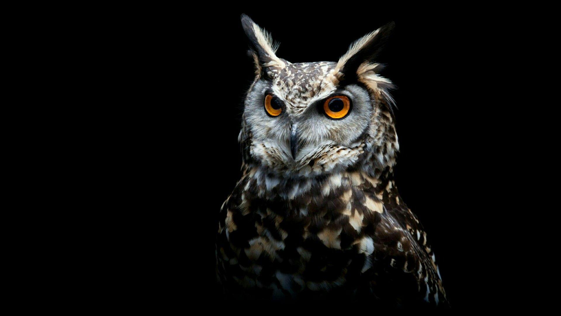 Anime Owl Wallpapers - Wallpaper Cave