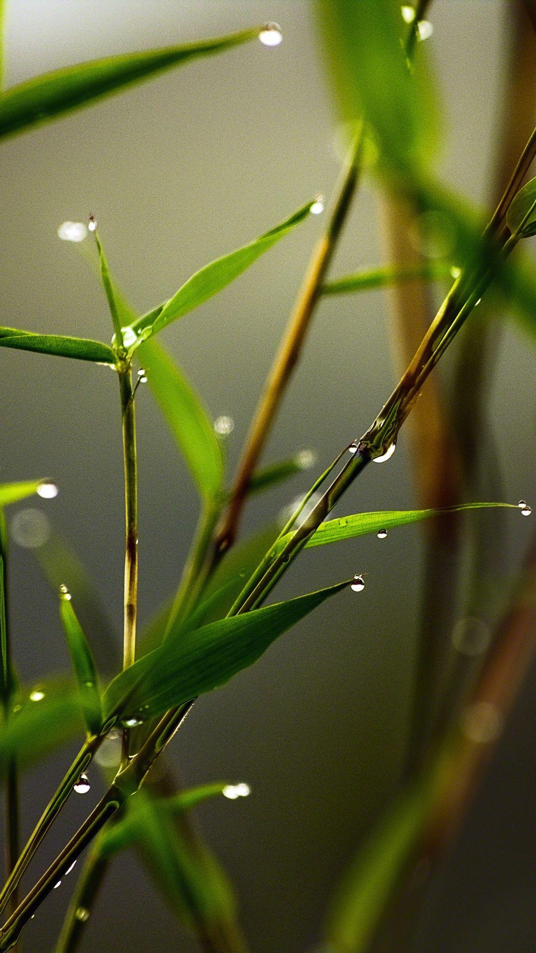 Wallpaper Grass, Dew, Close Up. Love