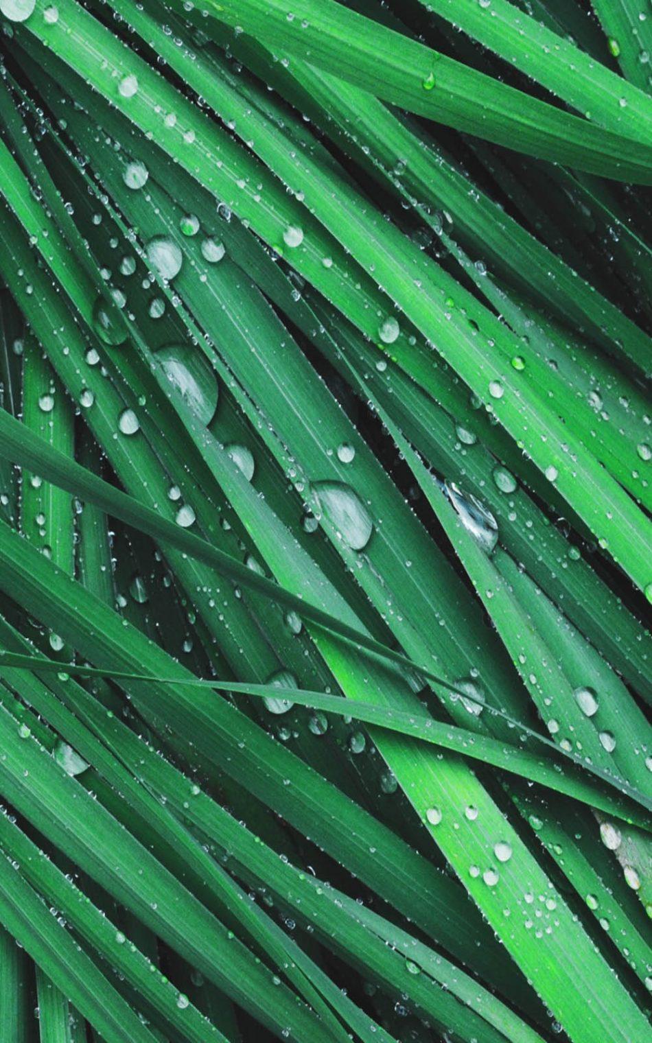 Download Grass Dew Drops Free Pure 4K Ultra HD Mobile Wallpaper