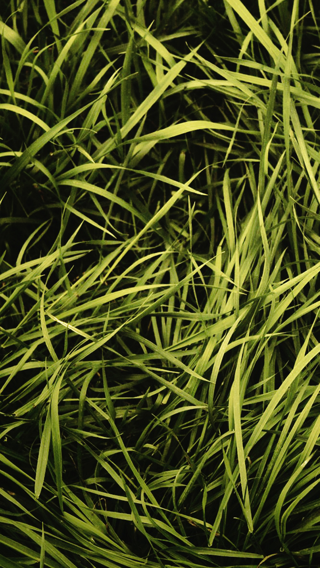 Free HD Grass Phone Wallpaper.0458