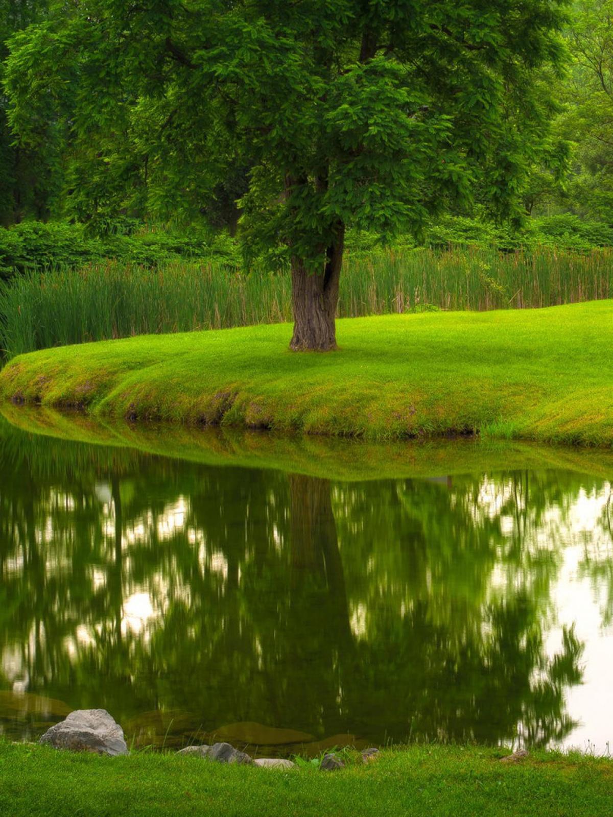 Green Lawn Nature Mobile Wallpaper