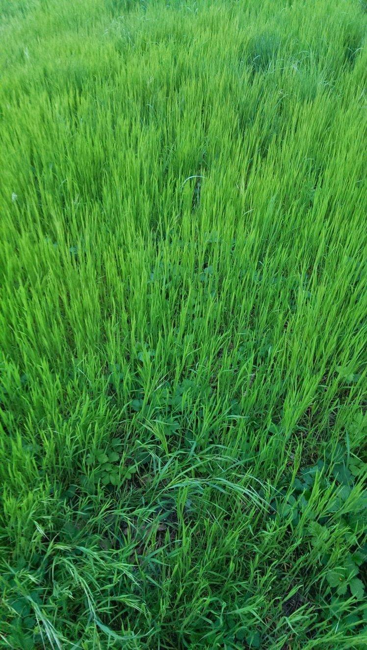 grass, Forest, Green Wallpaper HD / Desktop and Mobile