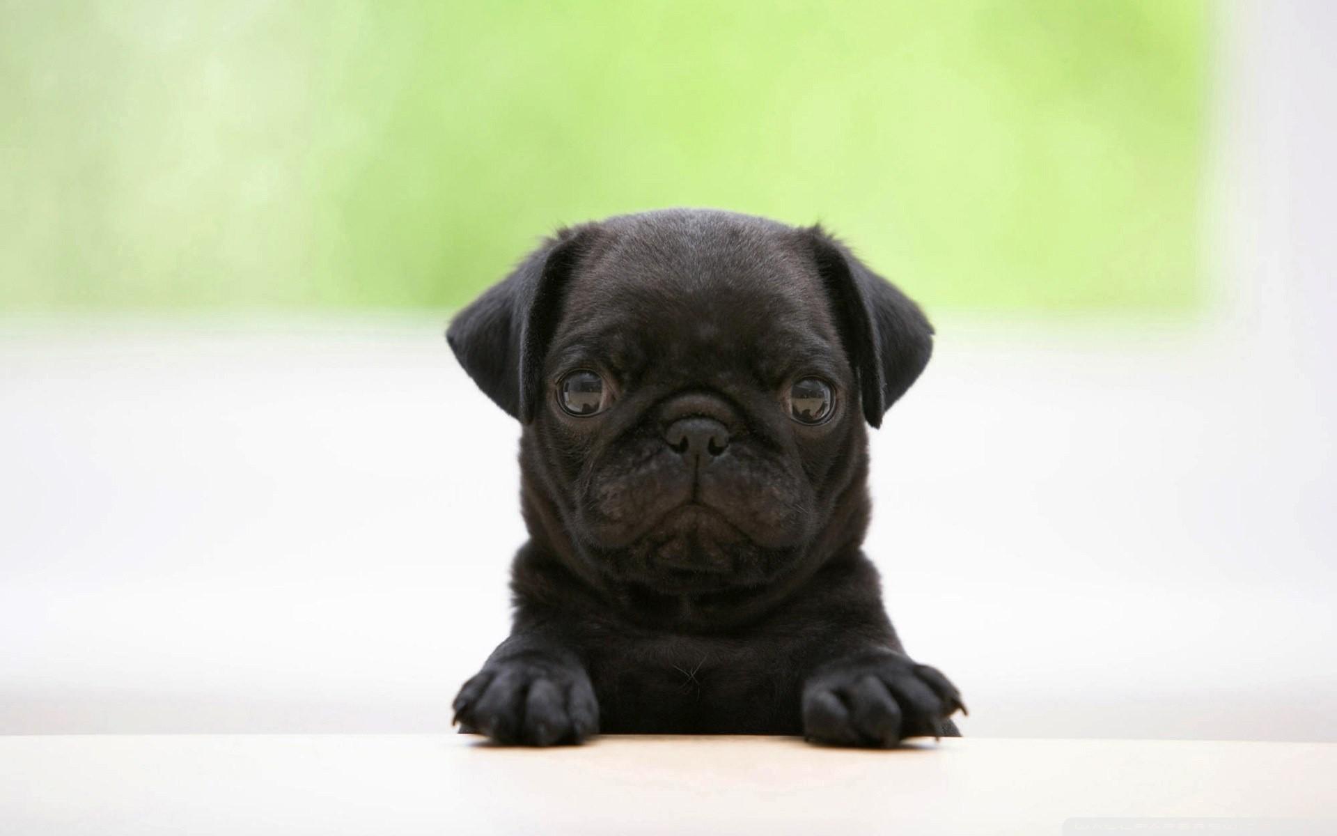 Pug Puppies Wallpaper
