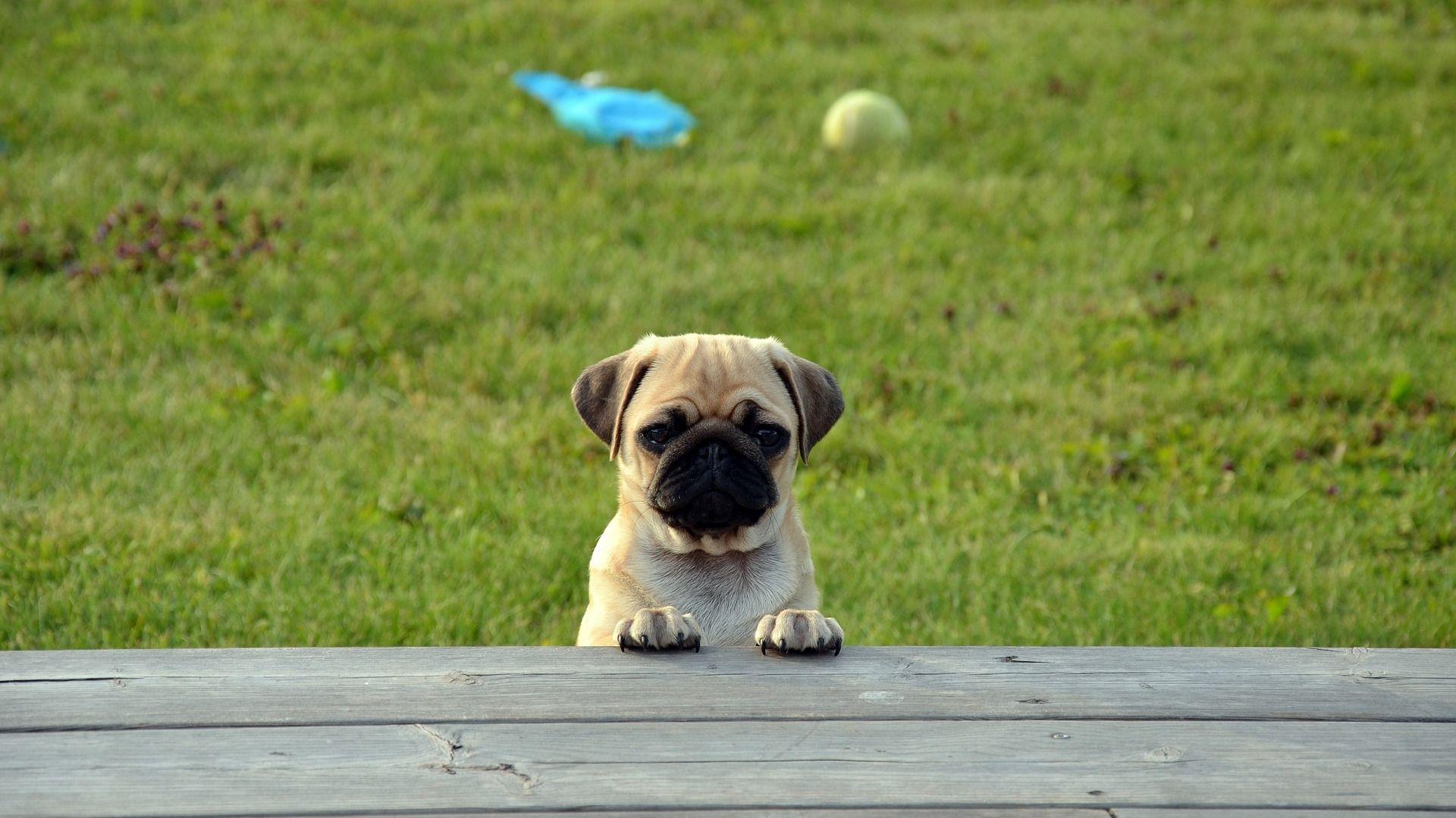 Pug Dog Puppy Cute Wallpaper