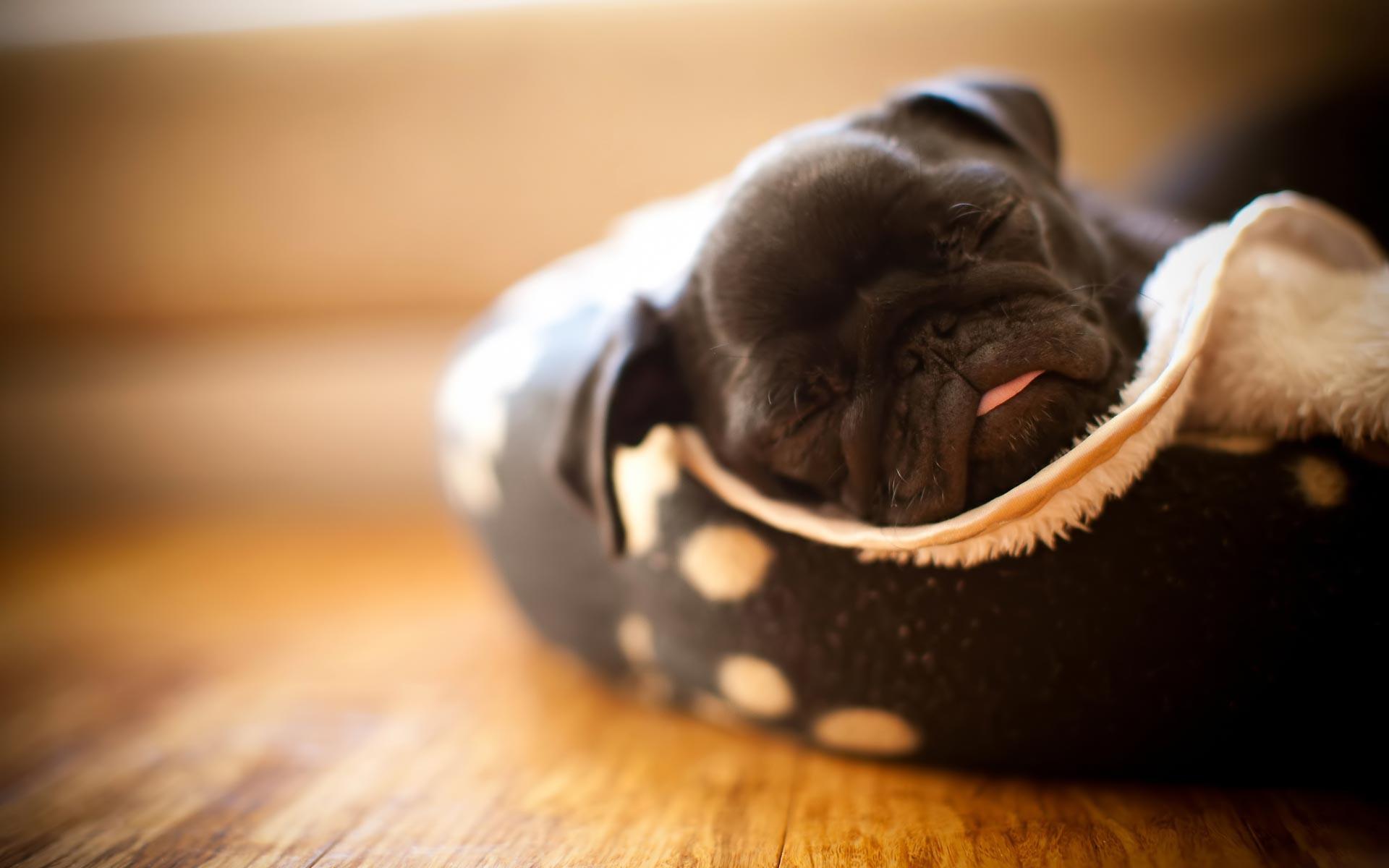 Black, Pug, Puppy, Desktop, Background, HD, Wallpaper