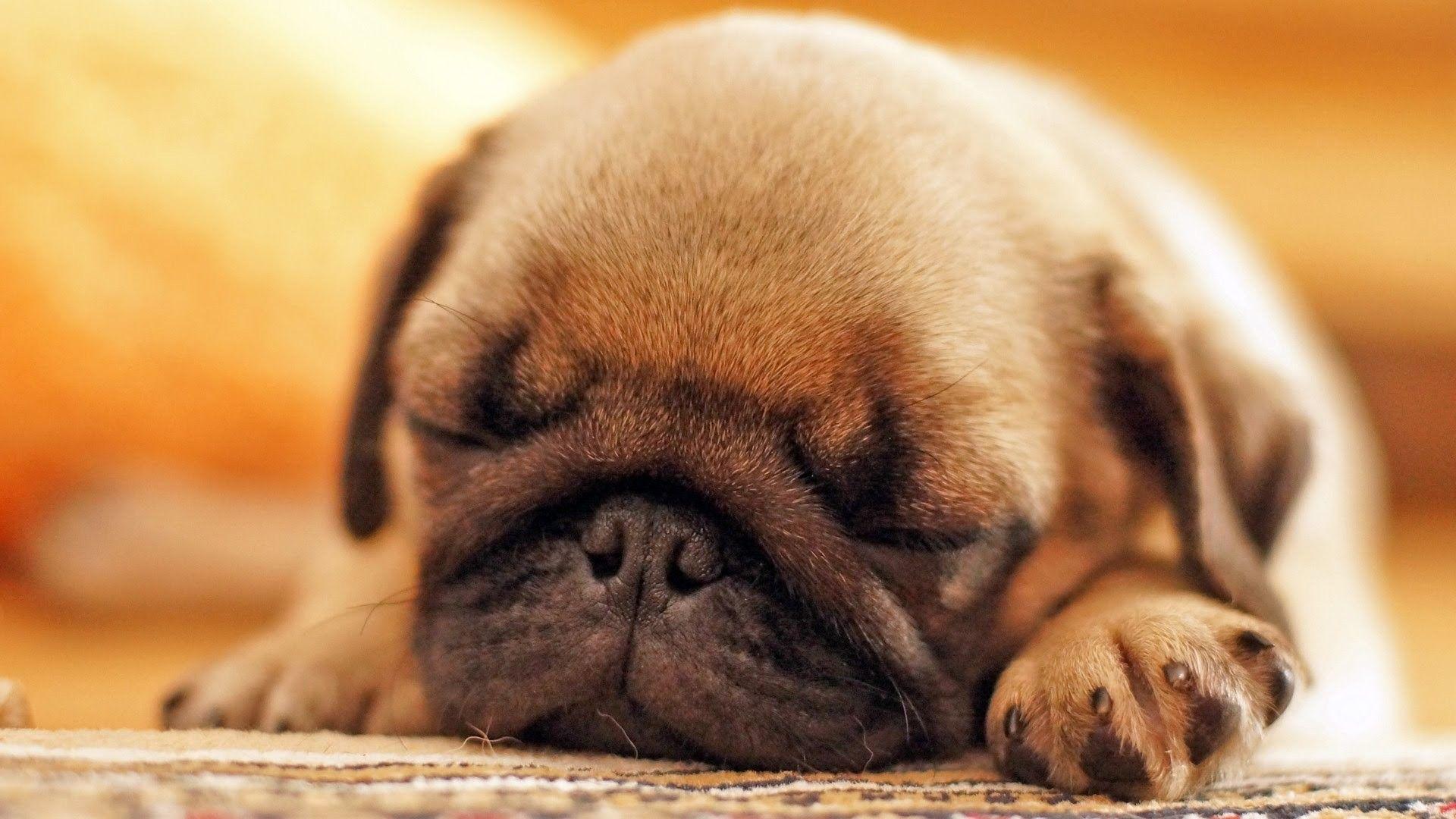 Cute Pug Wallpaper