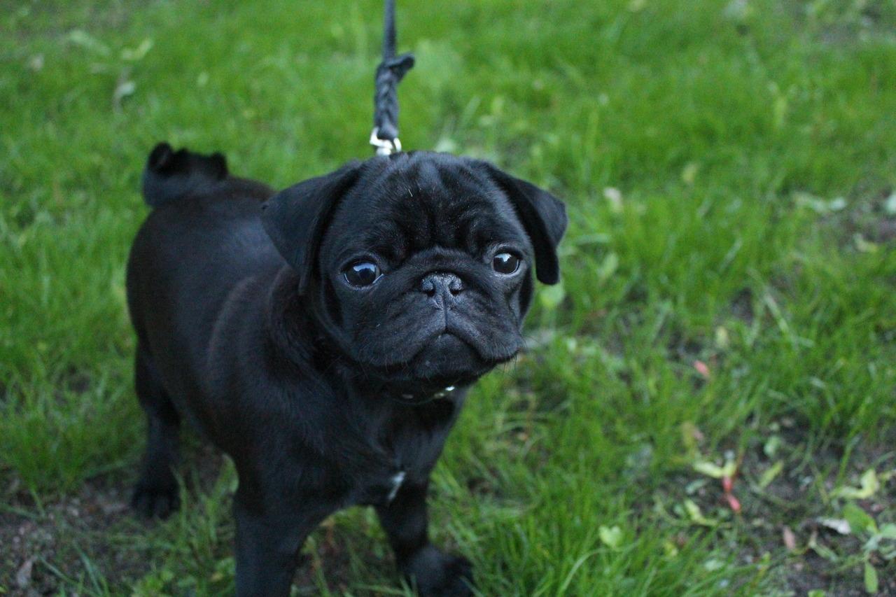 Pug Puppy Wallpaper Of Pugs, HD Wallpaper