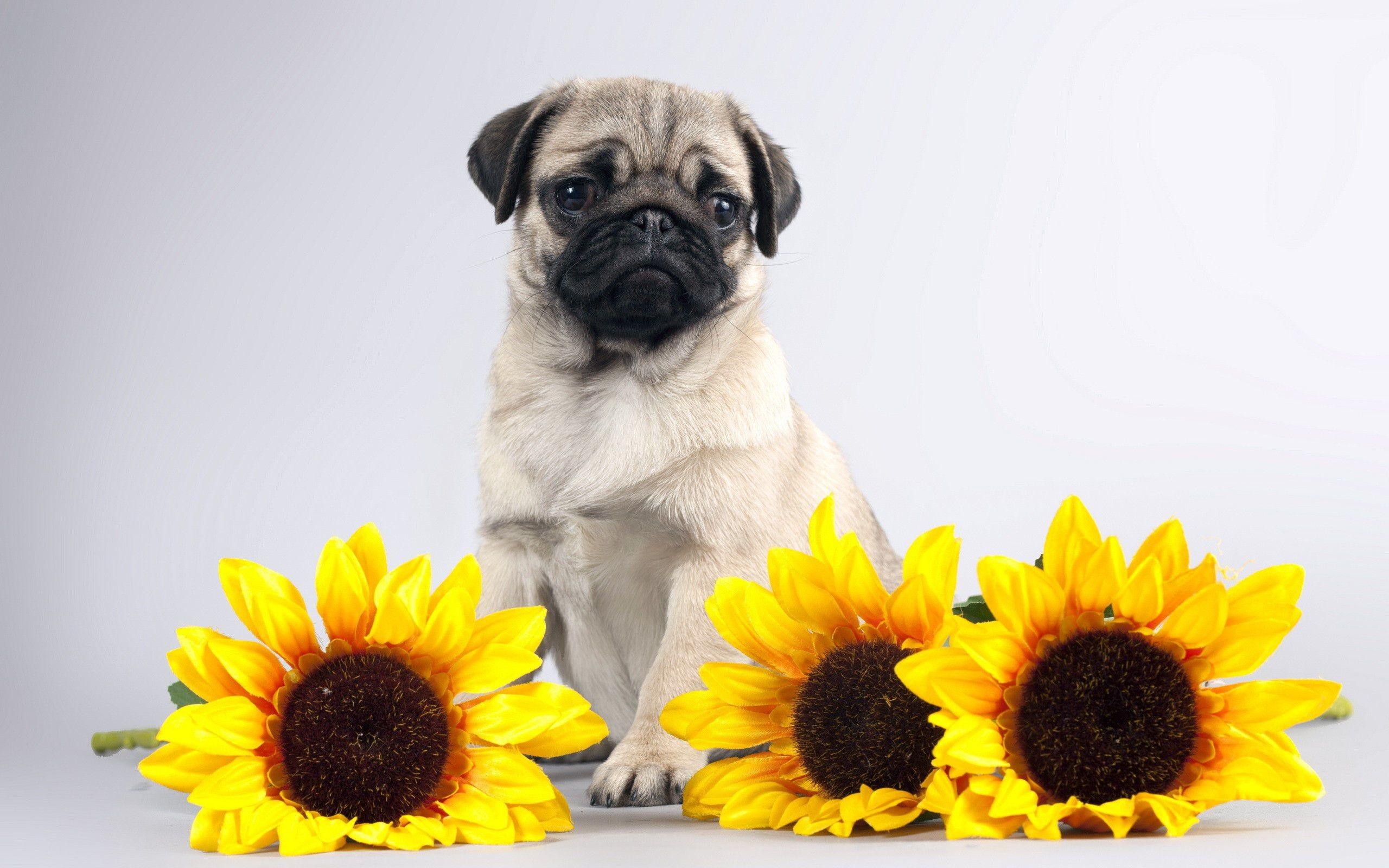Pug Puppies Wallpaper