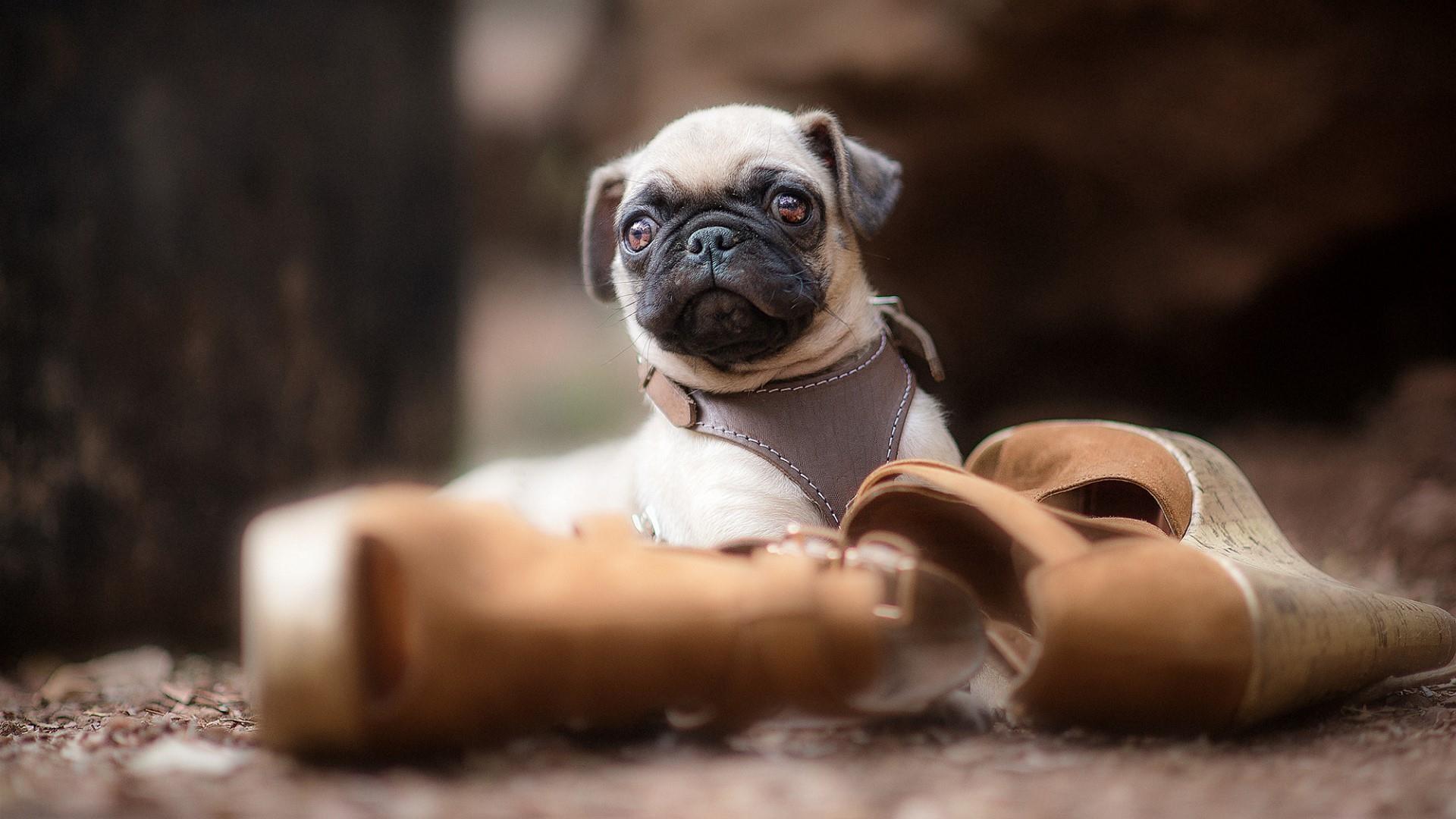 Pug Puppies Wallpaper