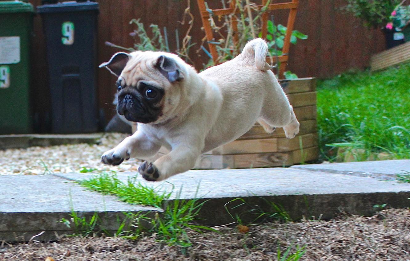 Wallpaper puppy, cute, pug image for desktop, section