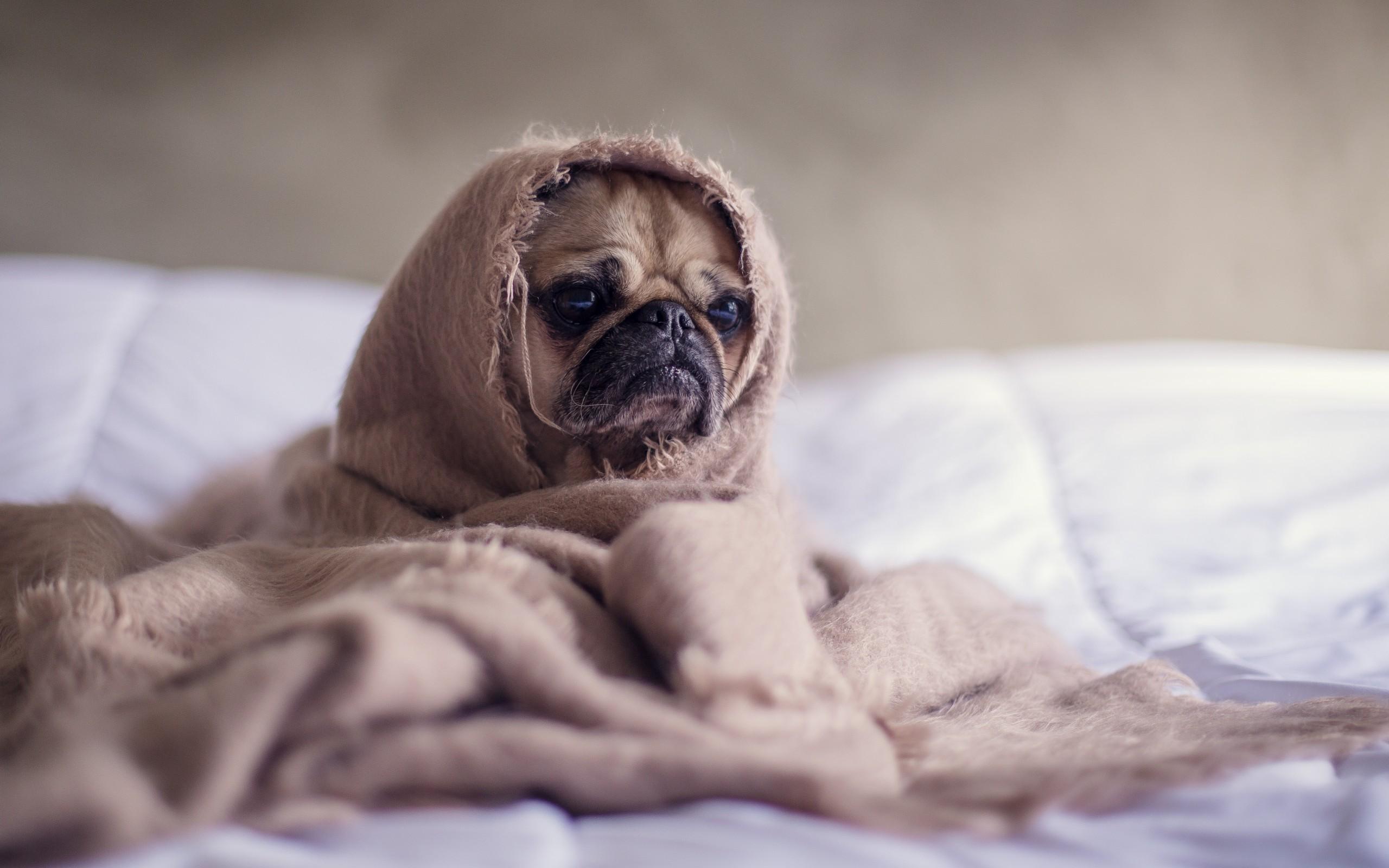 Download 2560x1600 Pug, Puppy, Dog, Under Blanket Wallpaper