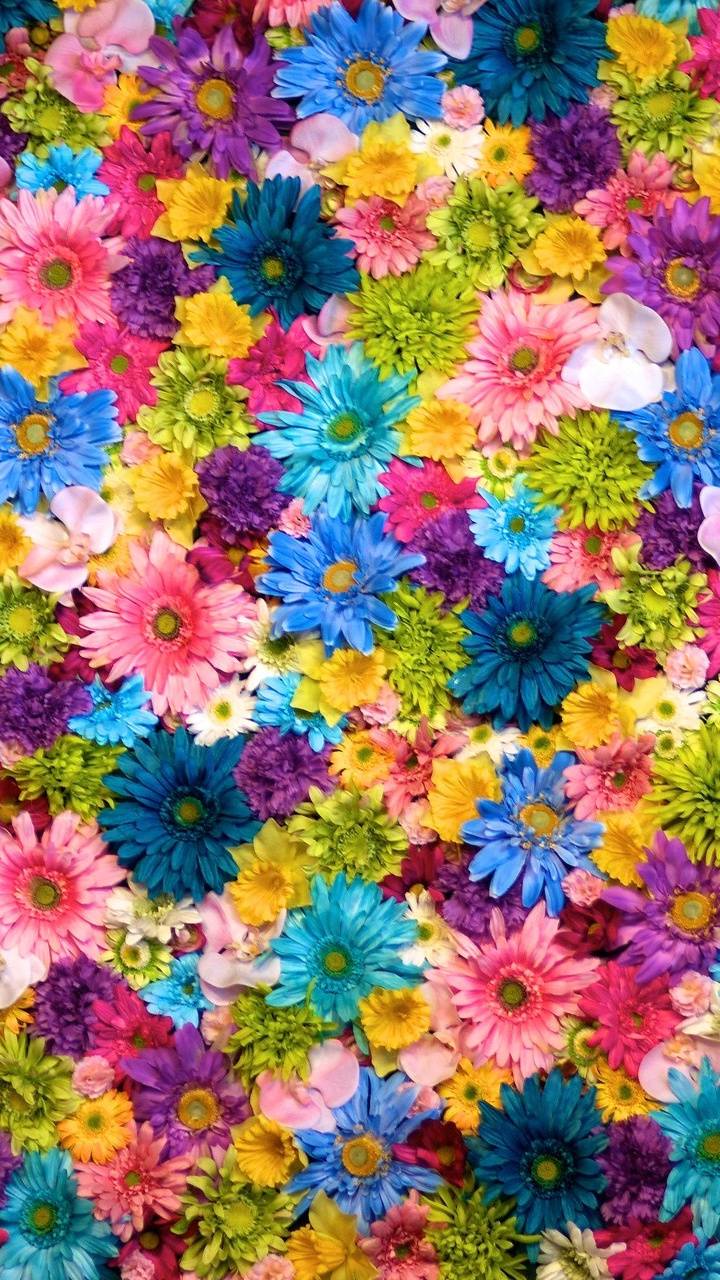 Wallpaper For Mobile Colorful Flower HD For Android