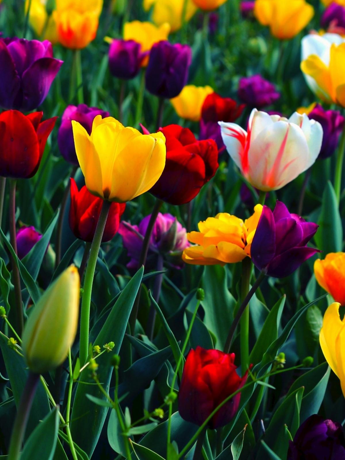 Colorful Flowers Mobile Wallpapers - Wallpaper Cave