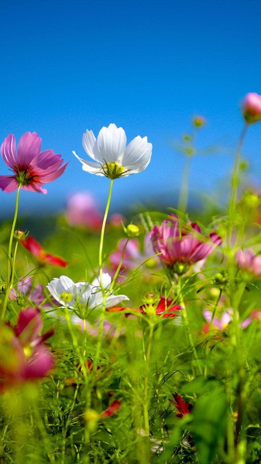 Flowers wallpaper