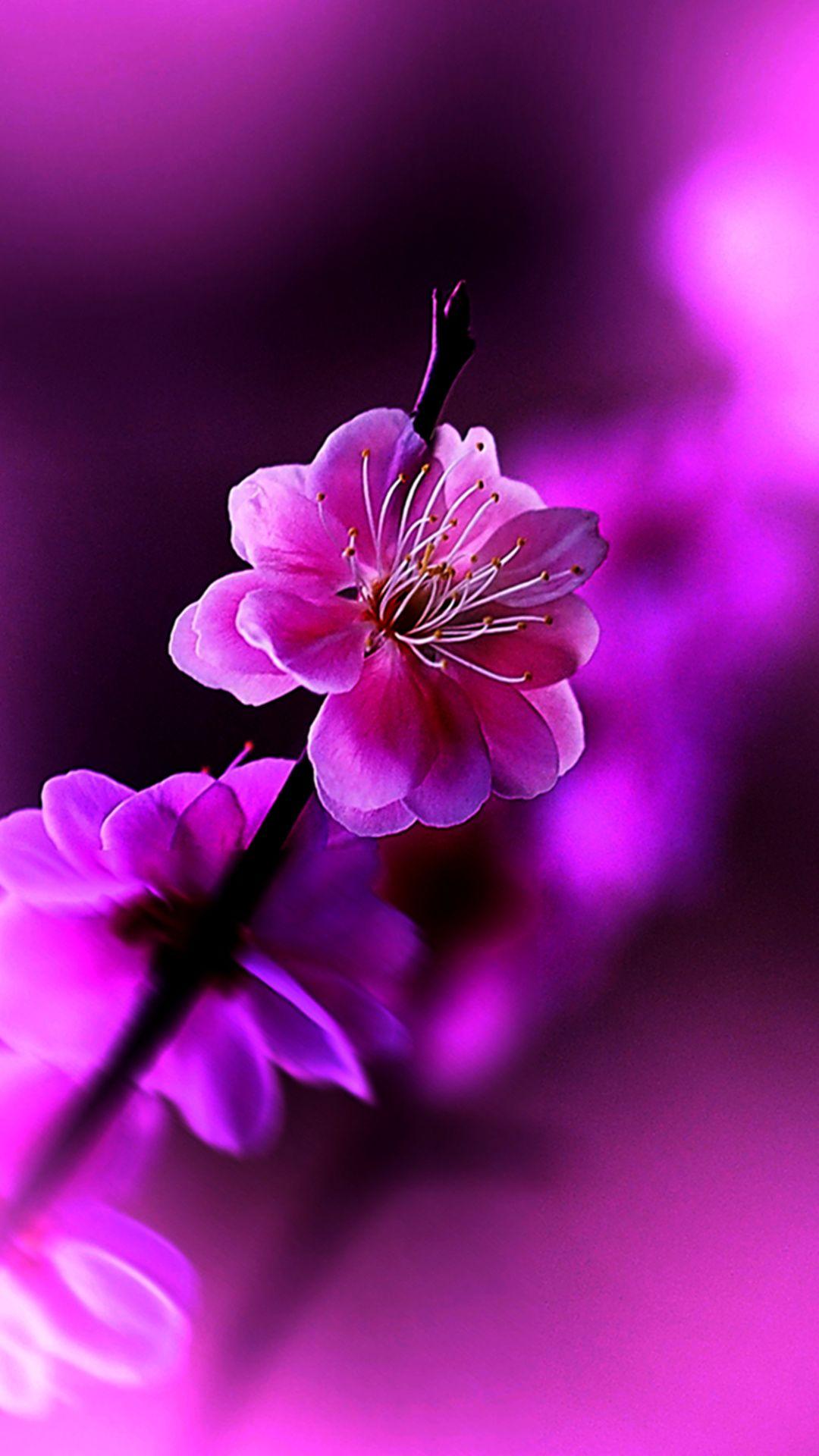 Flower Mobile Wallpapers Wallpaper Cave