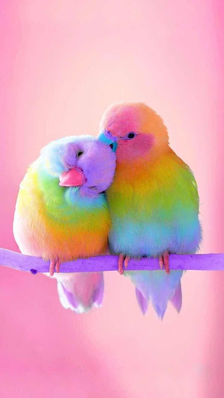 iPhone and Android Wallpaper: Colorful Birds Wallpaper for iPhone