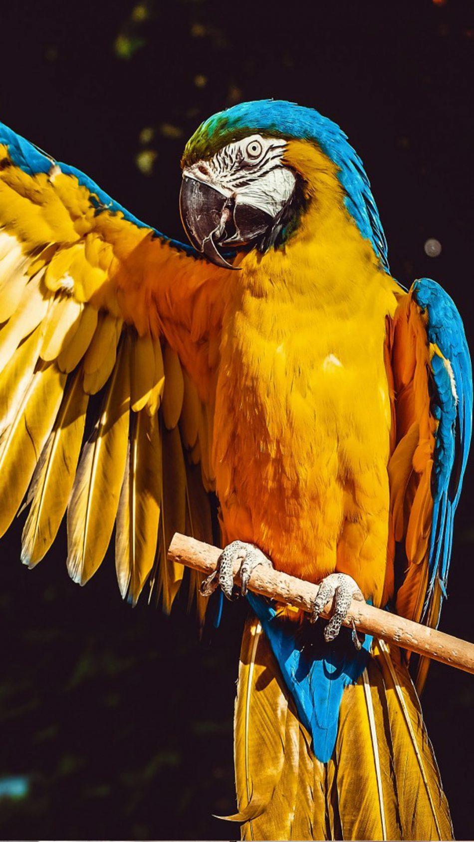 Mobile Colourful Bird Wallpapers - Wallpaper Cave
