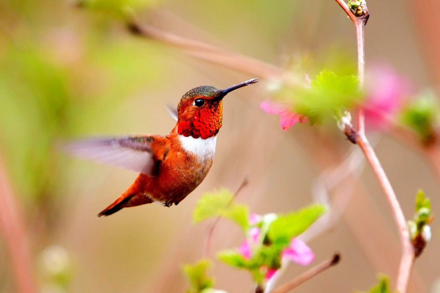 Colorful Hummingbird and Flower Wallpaper