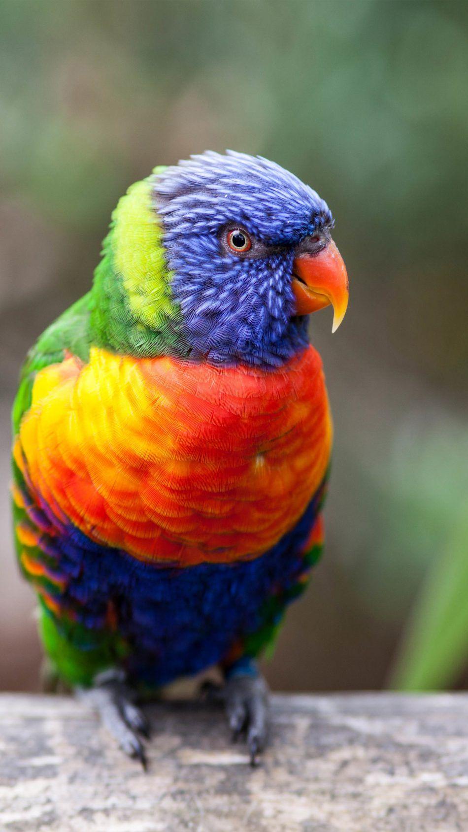 Rainbow Lorikeet Parrot. Pet birds, Parrot wallpaper, Beautiful birds