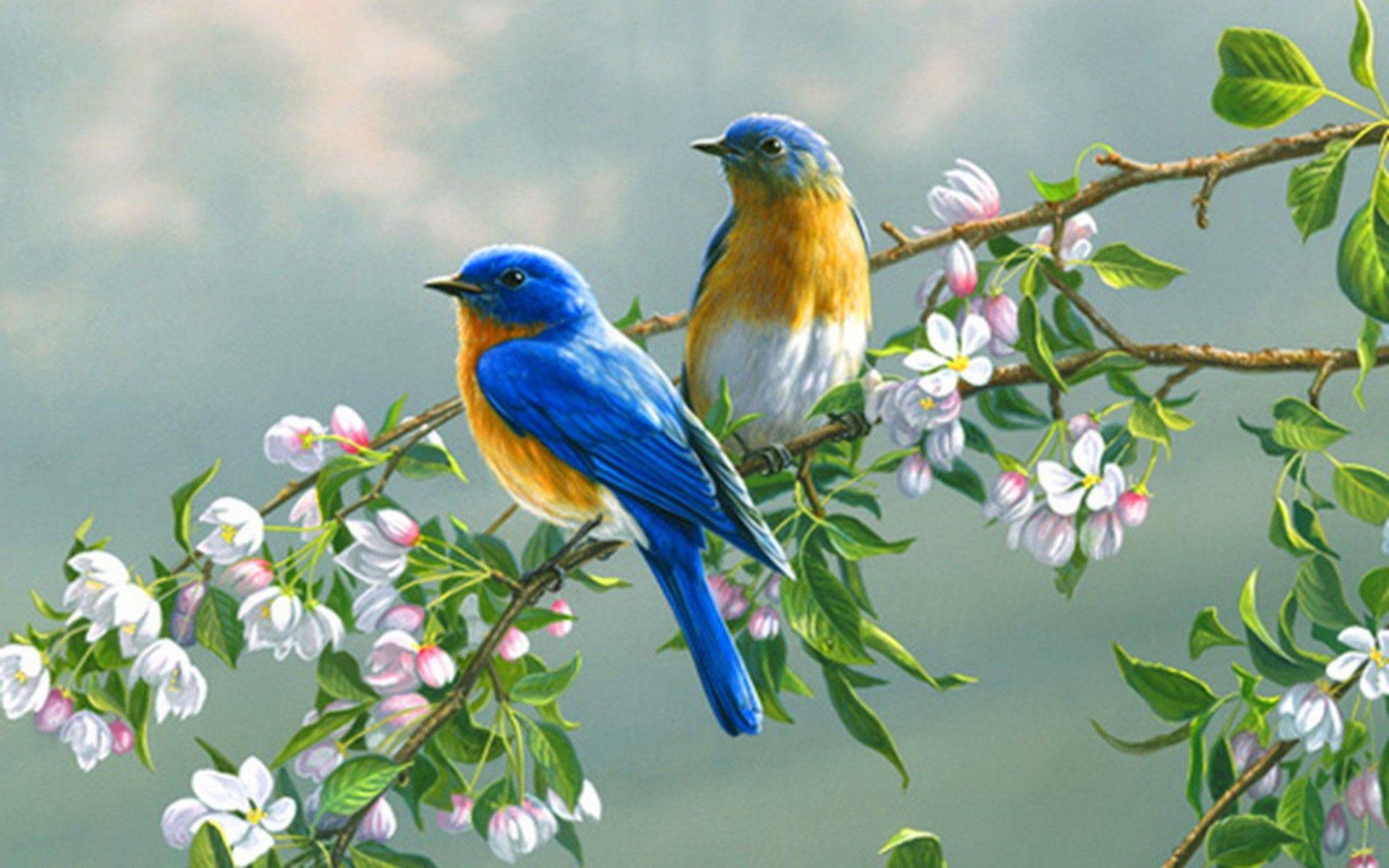Couple of birds on a cherry branch wallpaper. Birds