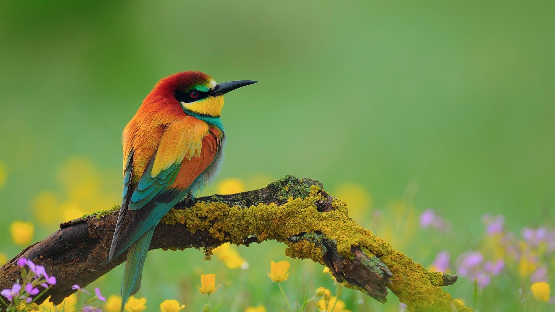1920x1080 bird story HD wallpaper for desktop. bird