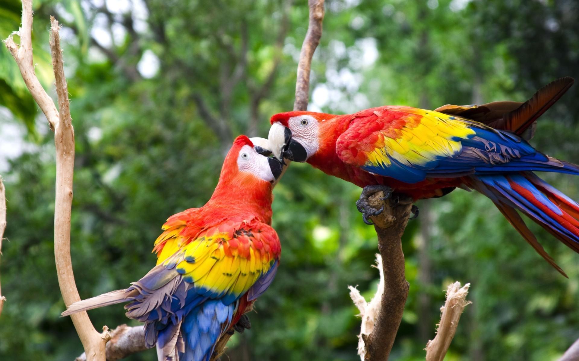 Cute Love Bird Colorful Parrot HD Wallpaper Download