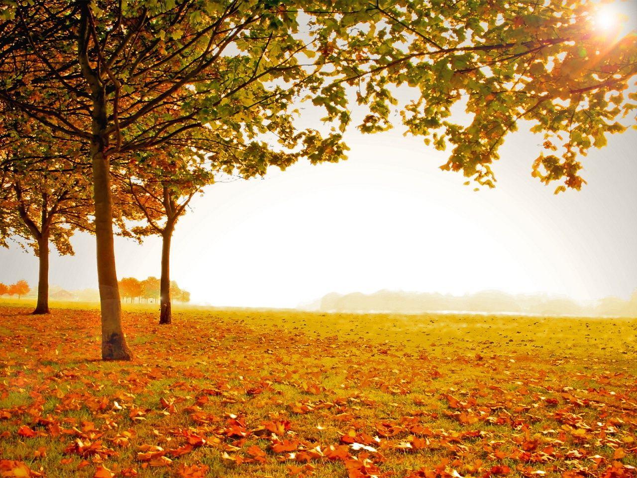 autumn landscape. Description: The Wallpaper above is Sunny