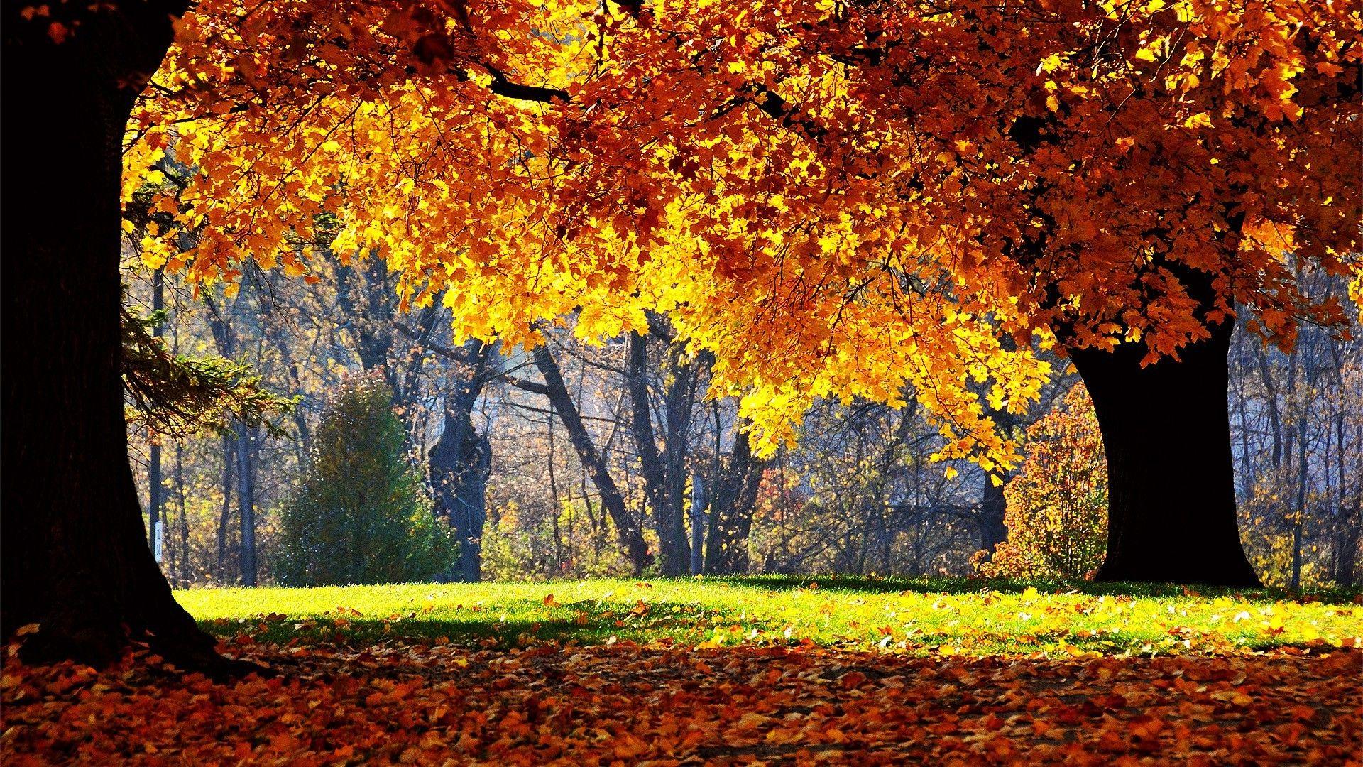 Sunny Autumn. Autumn trees, Autumn landscape, Fall picture nature