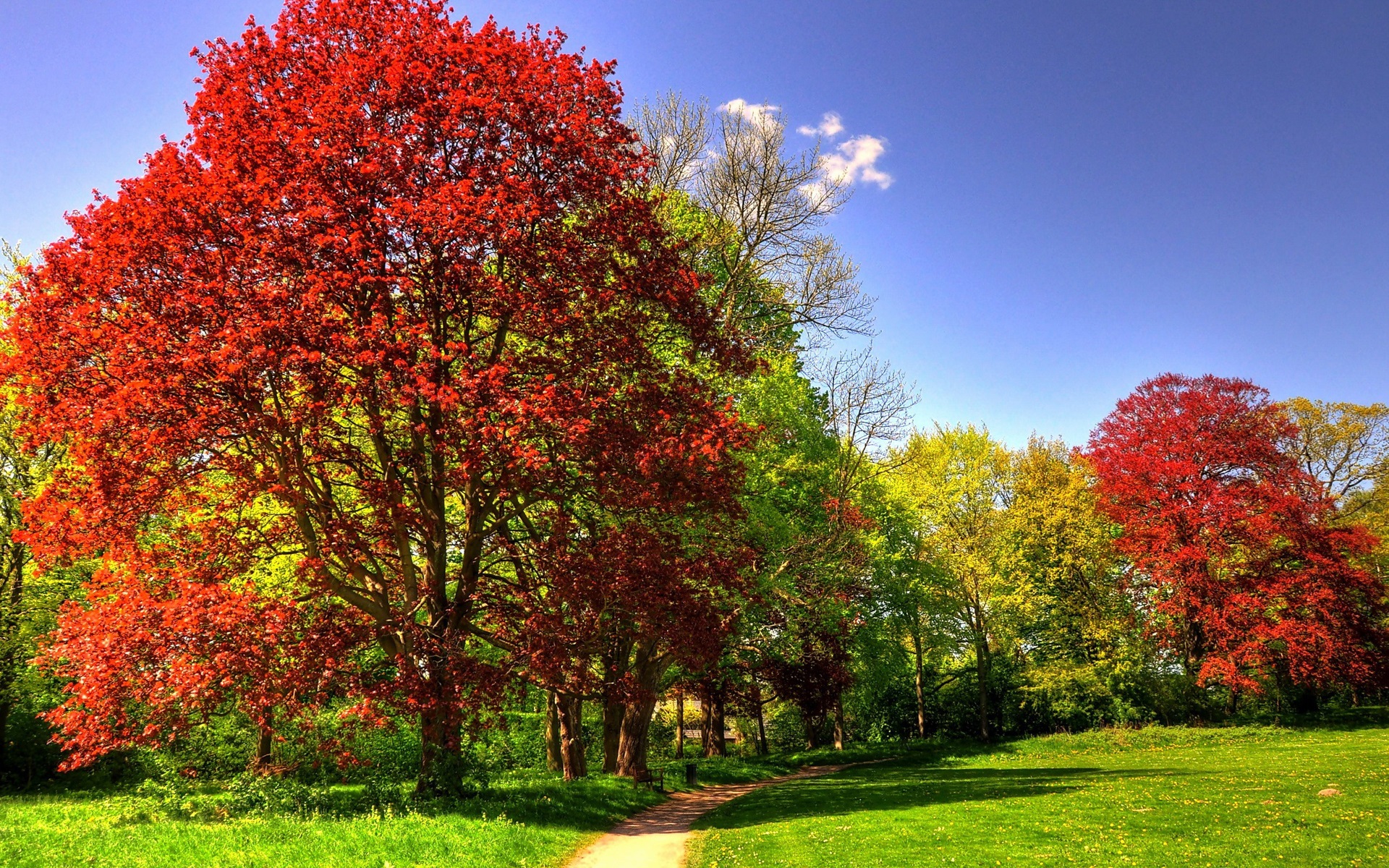 Wallpaper Park, trees, grass, sunny, autumn 1920x1200 HD