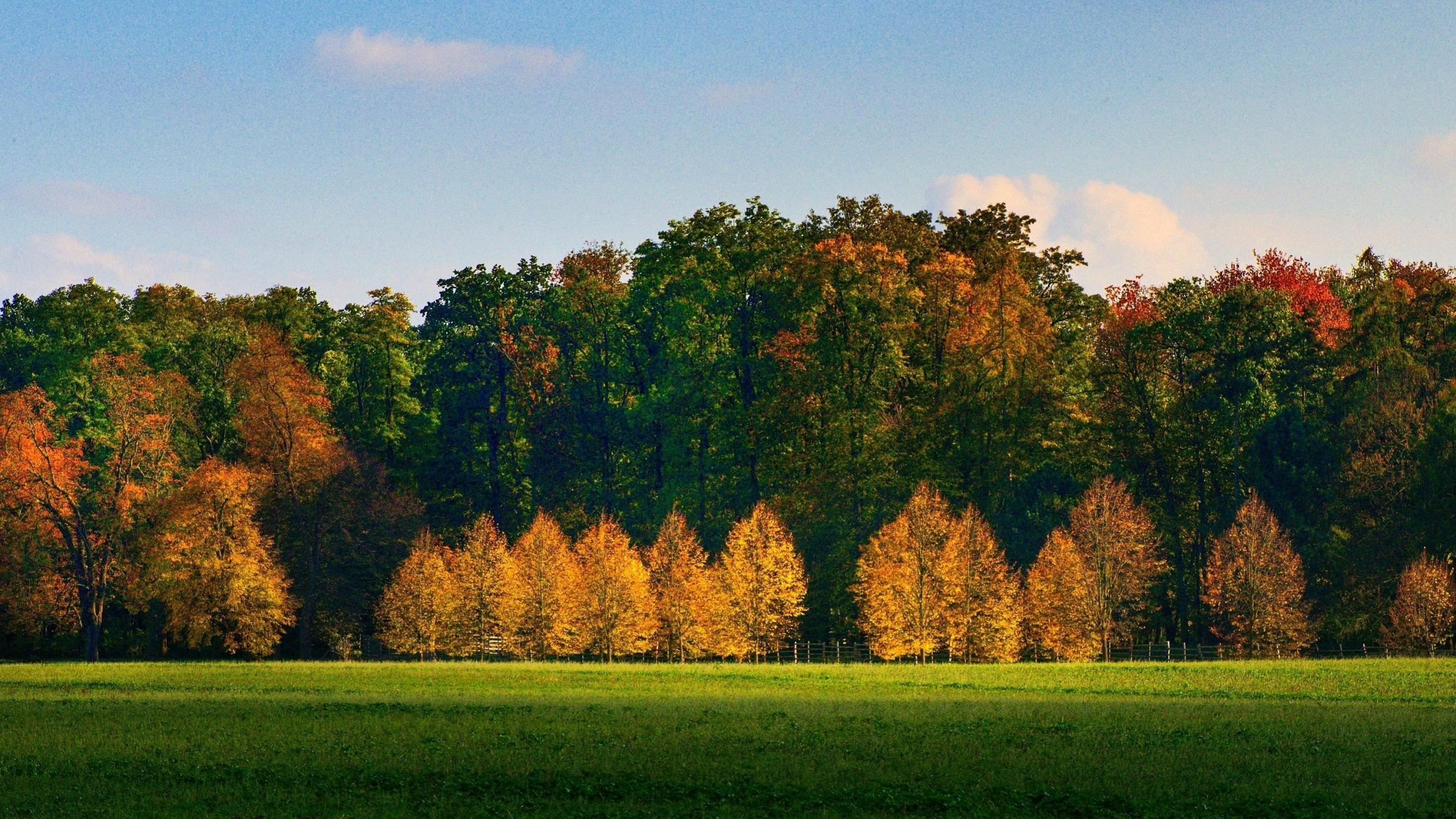 Download 2560x1440 wallpaper autumn, tree, nature, beautiful