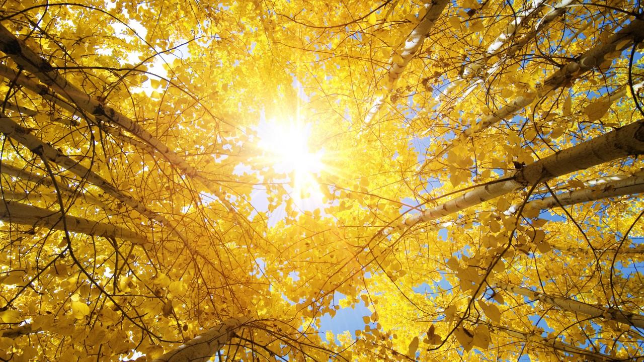Wallpaper Aspen trees, Autumn, Fall, Sunny, 5K, Nature