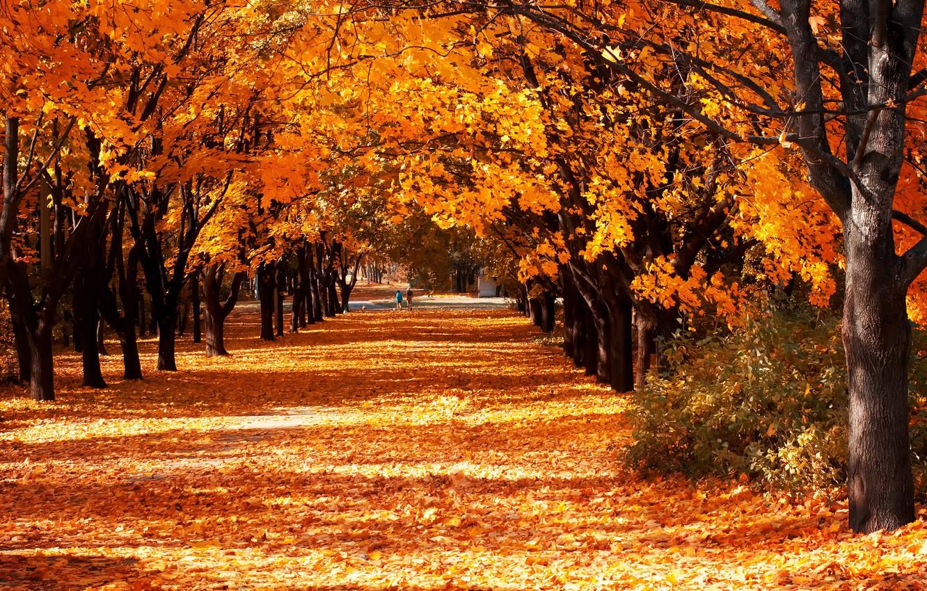 Wallpaper autumn, leaves, trees, Park, yellow, Sunny, alley