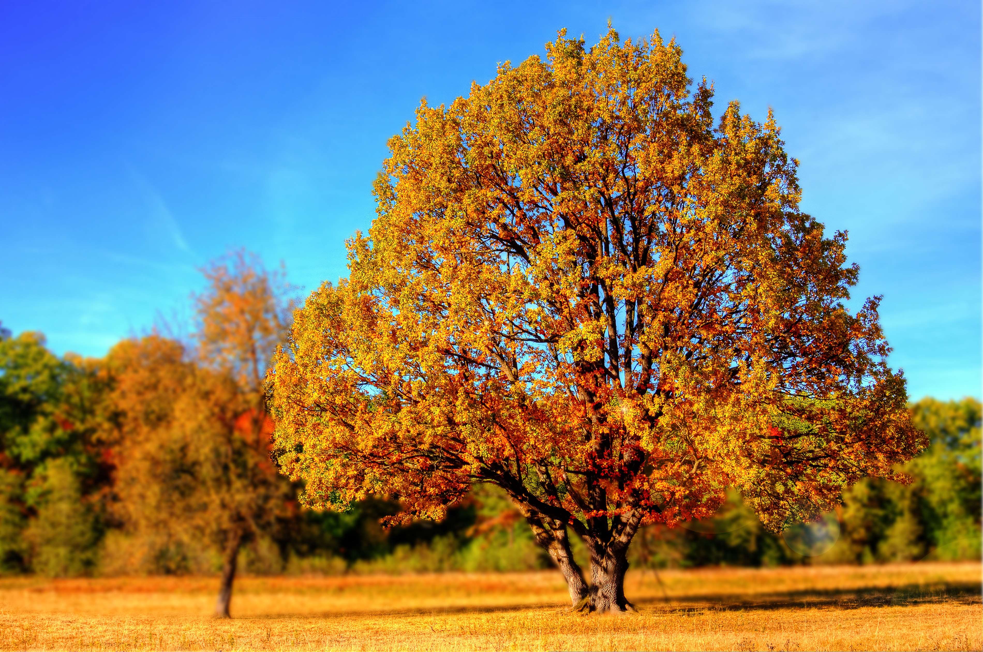 autumn, blue, colorful, colourful, fall, fall colors
