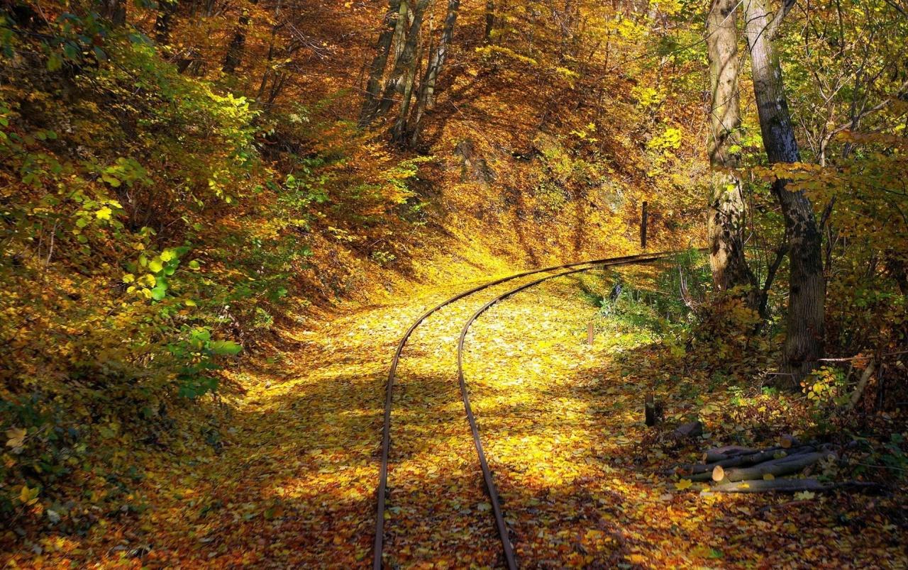 Rail Way Autumn Forest Sunny wallpaper. Rail Way Autumn