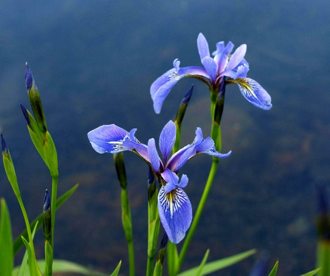 Nature Iris Flower Wallpaper Desktop