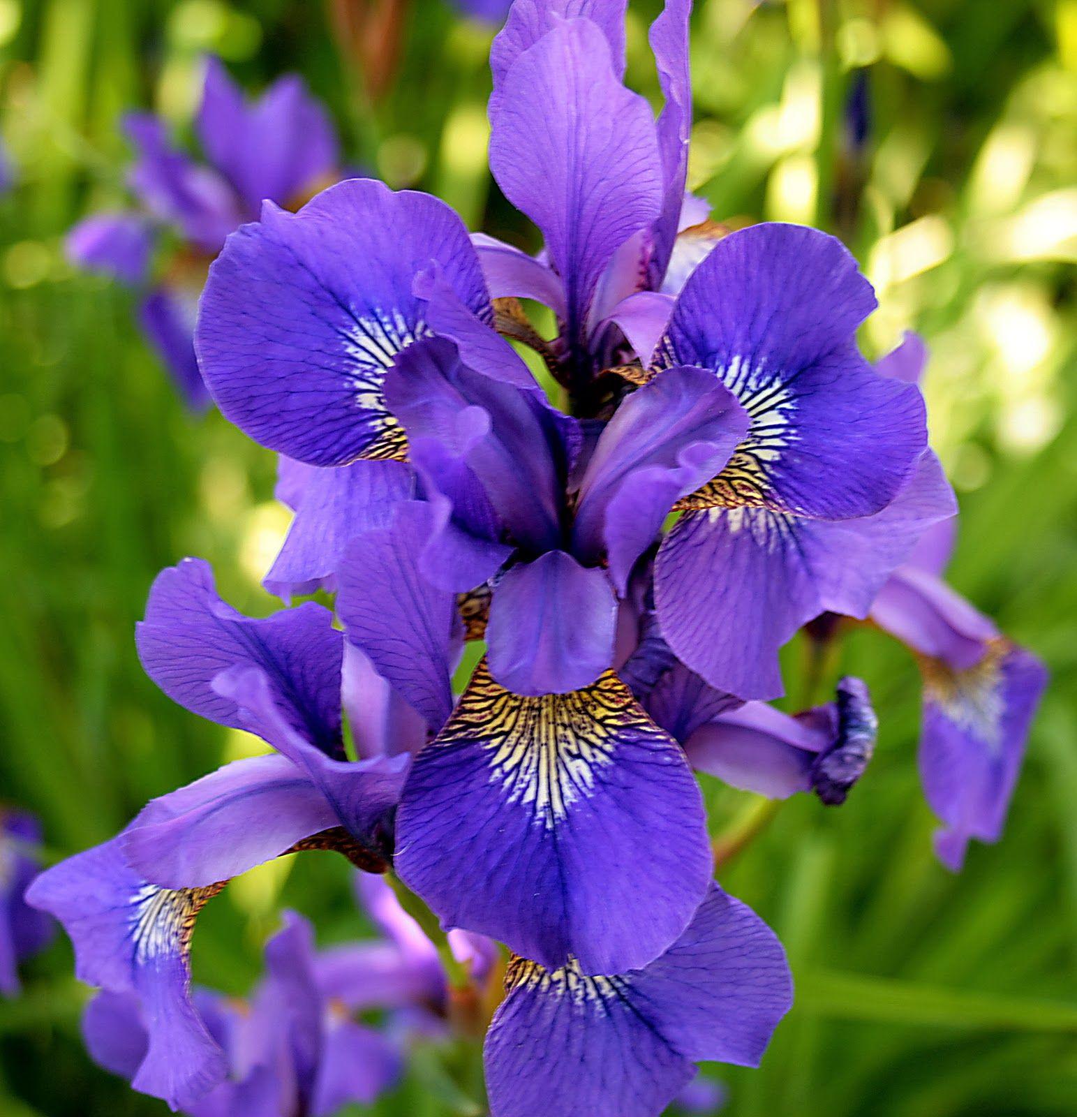 Iris Flower Wallpaper. Plantas bulbosas, Flores