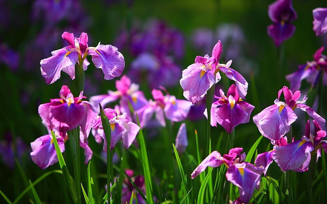 Irish Flowers and Their Meanings. Iris Flower Wallpaper
