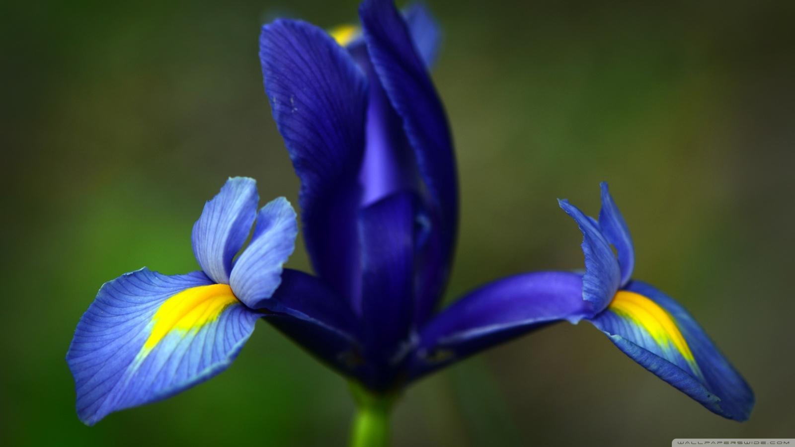 Beautiful Iris Flower Wallpaper Desktop