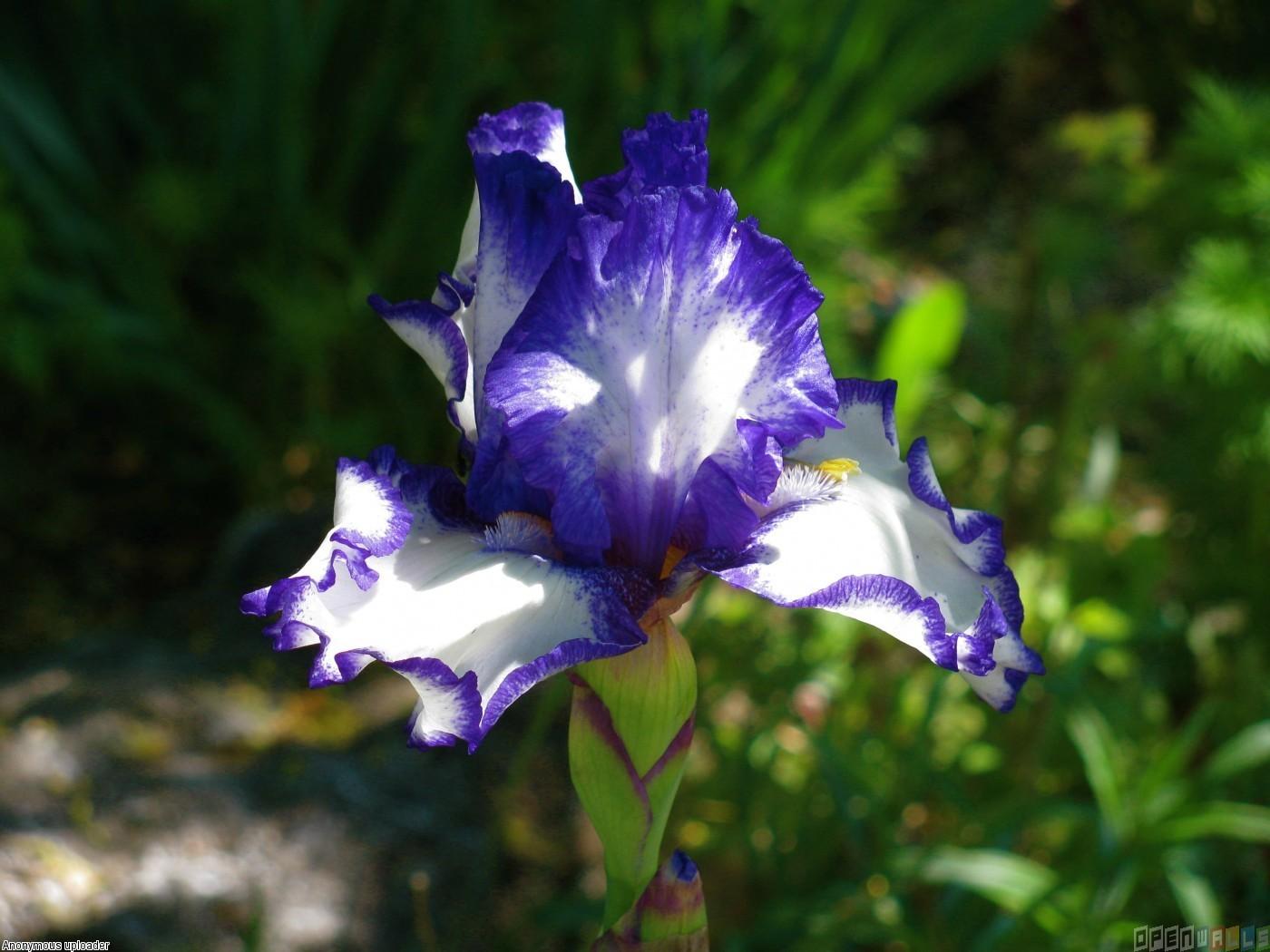 Iris Flower Wallpaper