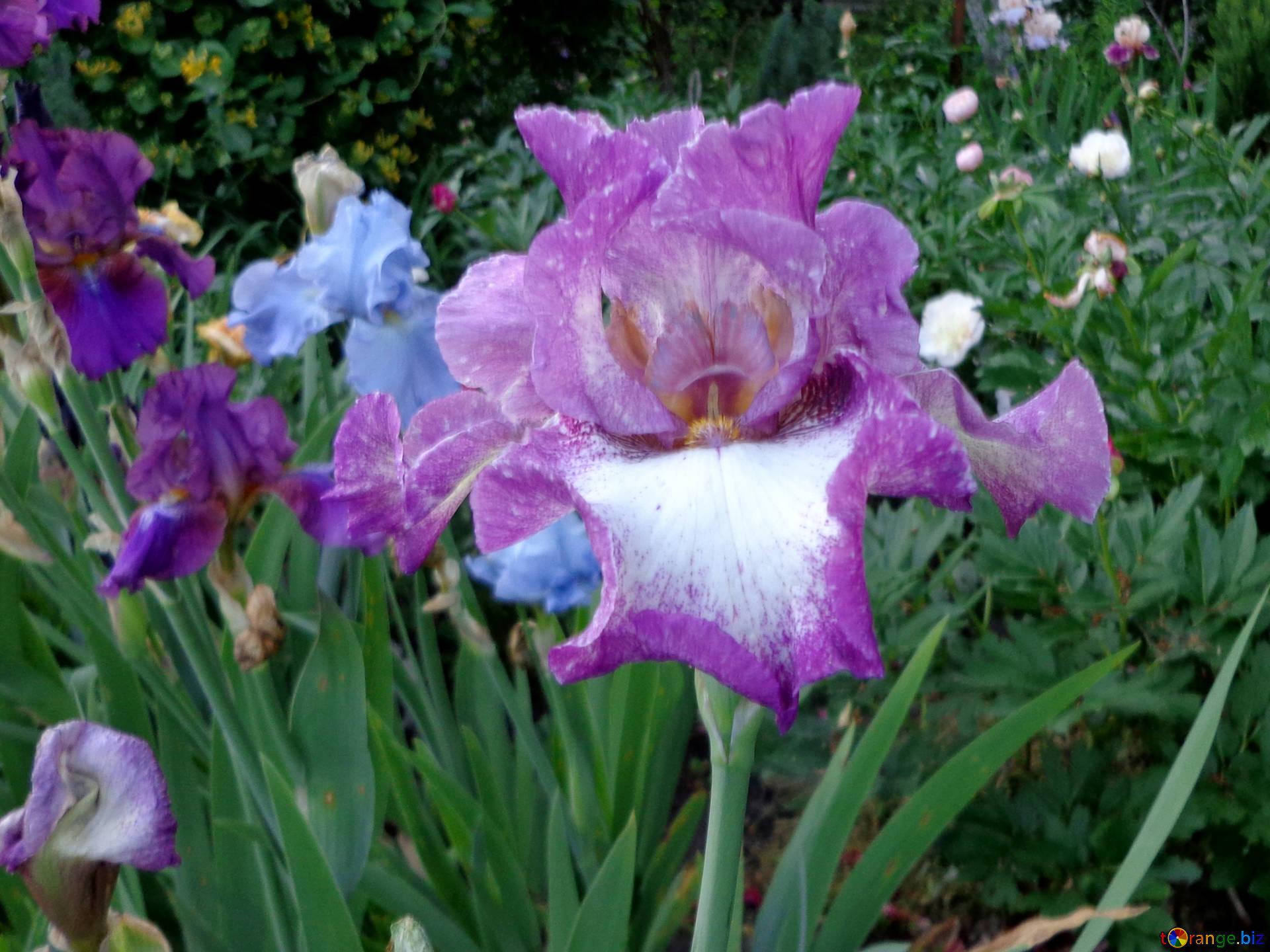 Multicolored flowers irises beautiful iris flower spring № 43006