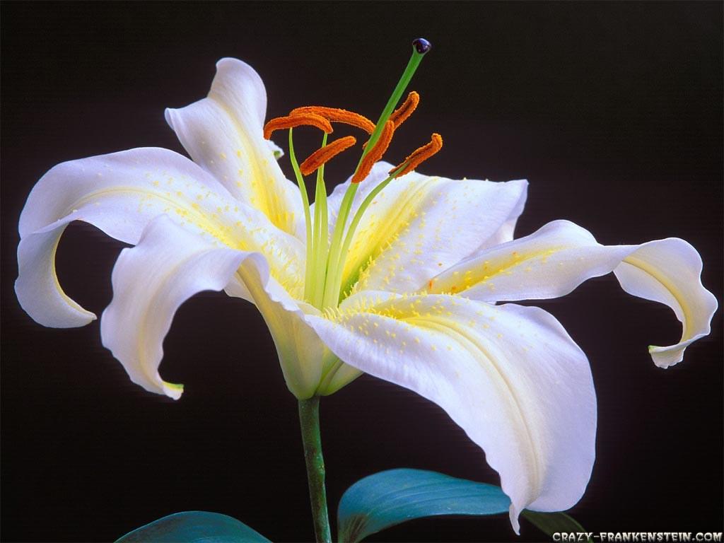 Beautiful White Iris Flowers Wallpaper 1024x768. Rudina